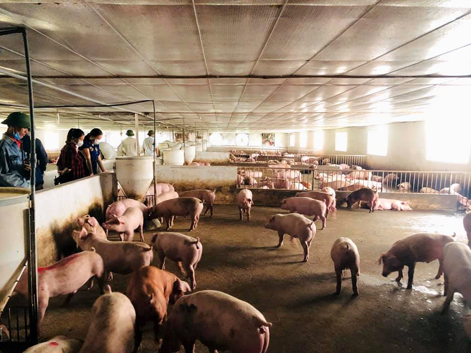 Các trang trại, gia trại ở Tân Kỳ cũng đã mạnh dạn tái đàn để kịp cung ứng lợn hơi cho thị trường Tết nguyên đán. Ảnh: Thanh Phúc