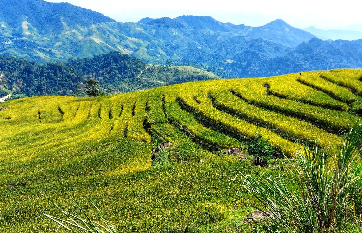 Trên những cung ruộng khác, lúa cũng bắt đầu chín, dự kiến khoảng 10 ngày nữa sẽ cho thu hoạch. Ảnh: Đào Thọ
