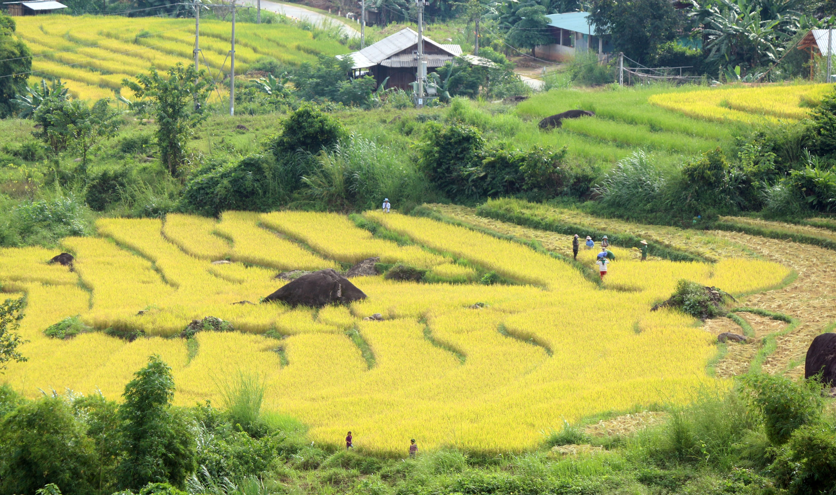 Ruộng nước theo hình thức bậc thang tại xã Na Ngoi (huyện Kỳ Sơn) được đưa vào sản xuất từ năm 2007 và áp dụng rộng rãi từ năm 2009 với diện tích hơn 300 héc ta và mang lại năng suất cao. Thời điểm này, lúa tại các bản Phù Khả, Tặng Phăn, Xiềng Xí, Buộc Mú, Kèo Bắc... đã bắt đầu chín rộ. Ảnh: Đào Thọ