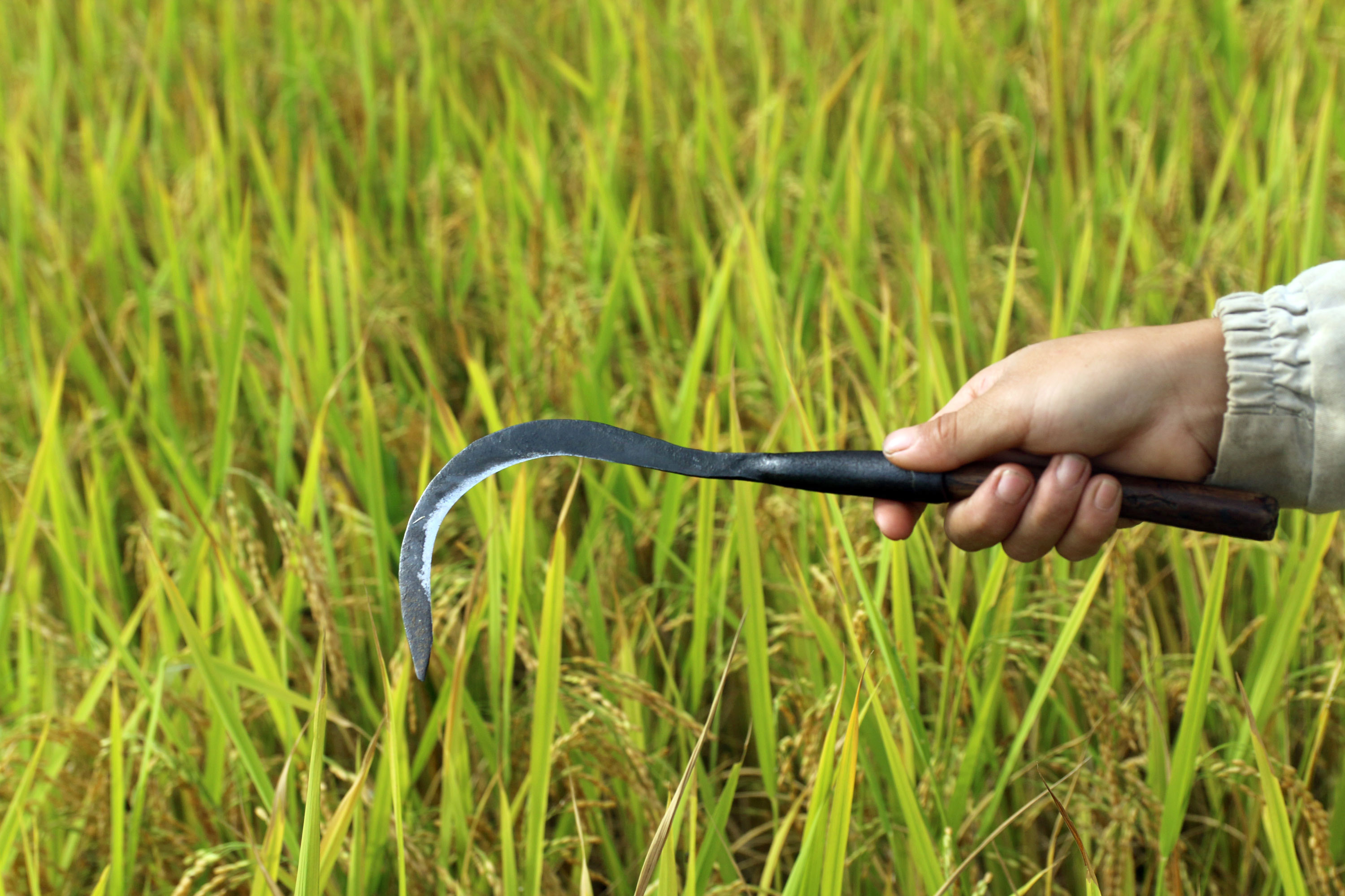 Để gặt lúa, người Mông cũng dùng dụng cụ liềm. Tuy nhiên, chiếc liềm của cộng đồng này được chế tạo nhỏ gọn hơn nhưng có độ sắc bén và độ bền rất cao. Ảnh: Đào Thọ