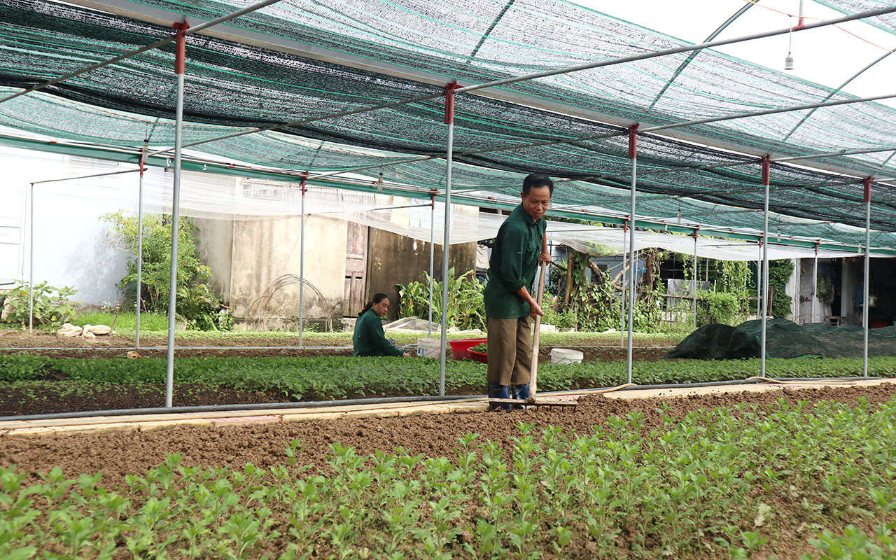 Hiện tại, các vùng trồng hoa trên địa bàn tỉnh như: Nghi Lộc, Nam Đàn, Diễn Châu, Yên Thành, TP.Vinh... người dân mới chỉ dám xuống giống một số ít diện tích. Còn lại đang theo dõi, tùy vào tình hình dịch bệnh rồi mới cân nhắc trồng hoa hay trồng rau. Ảnh: Thanh Phúc