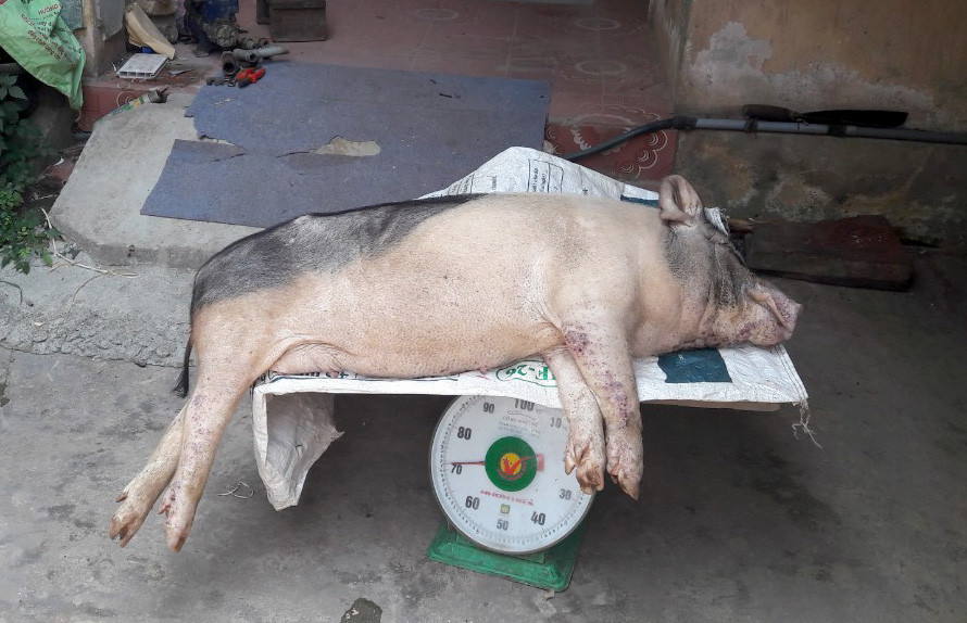 Bệnh dịch tả lợn châu Phi tái bùng phát đã gây thiệt hại đến kinh tế cho nhiều hộ chăn nuôi trên địa bàn Yên Thành. Ảnh: Xuân Hoàng