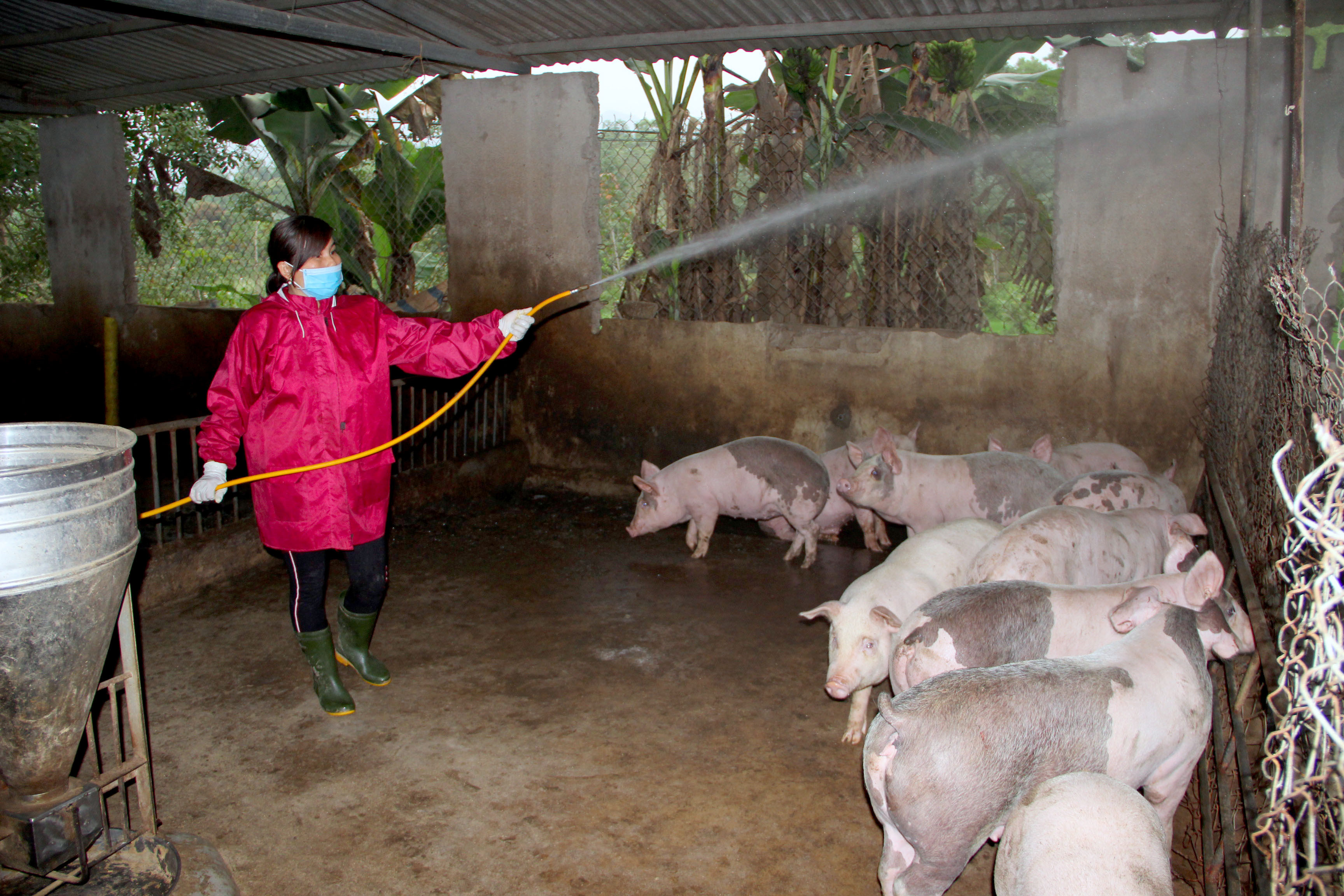Người chăn nuôi chủ động thực hiện các biện pháp tiêu độc khử trùng để bảo vệ đàn lợn. Ảnh; Xuân Hoàng
