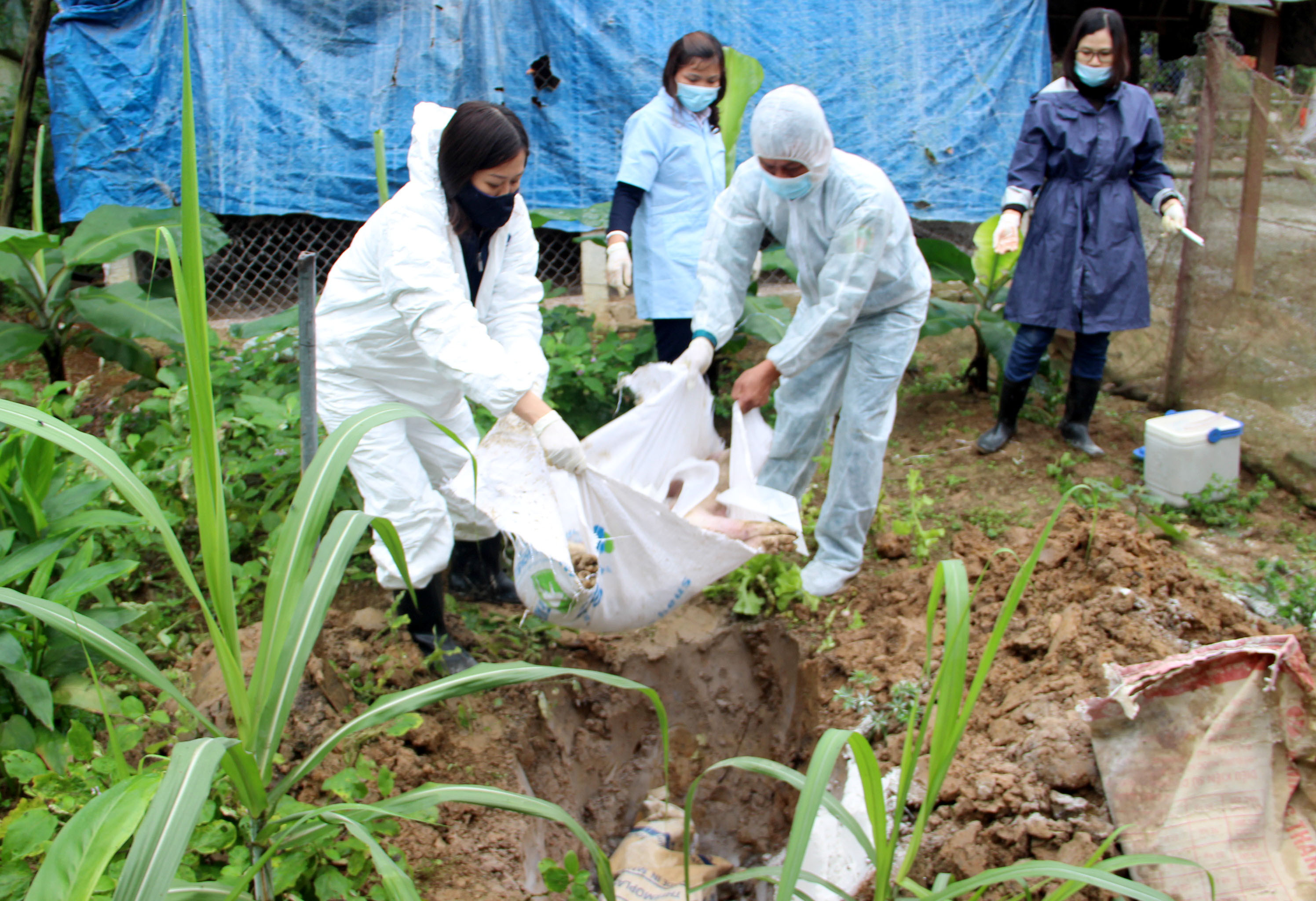 Cơ quan chuyên môn huyện Diễn Châu tiêu hủy lợn nhiễm dịch. Ảnh: Quang An