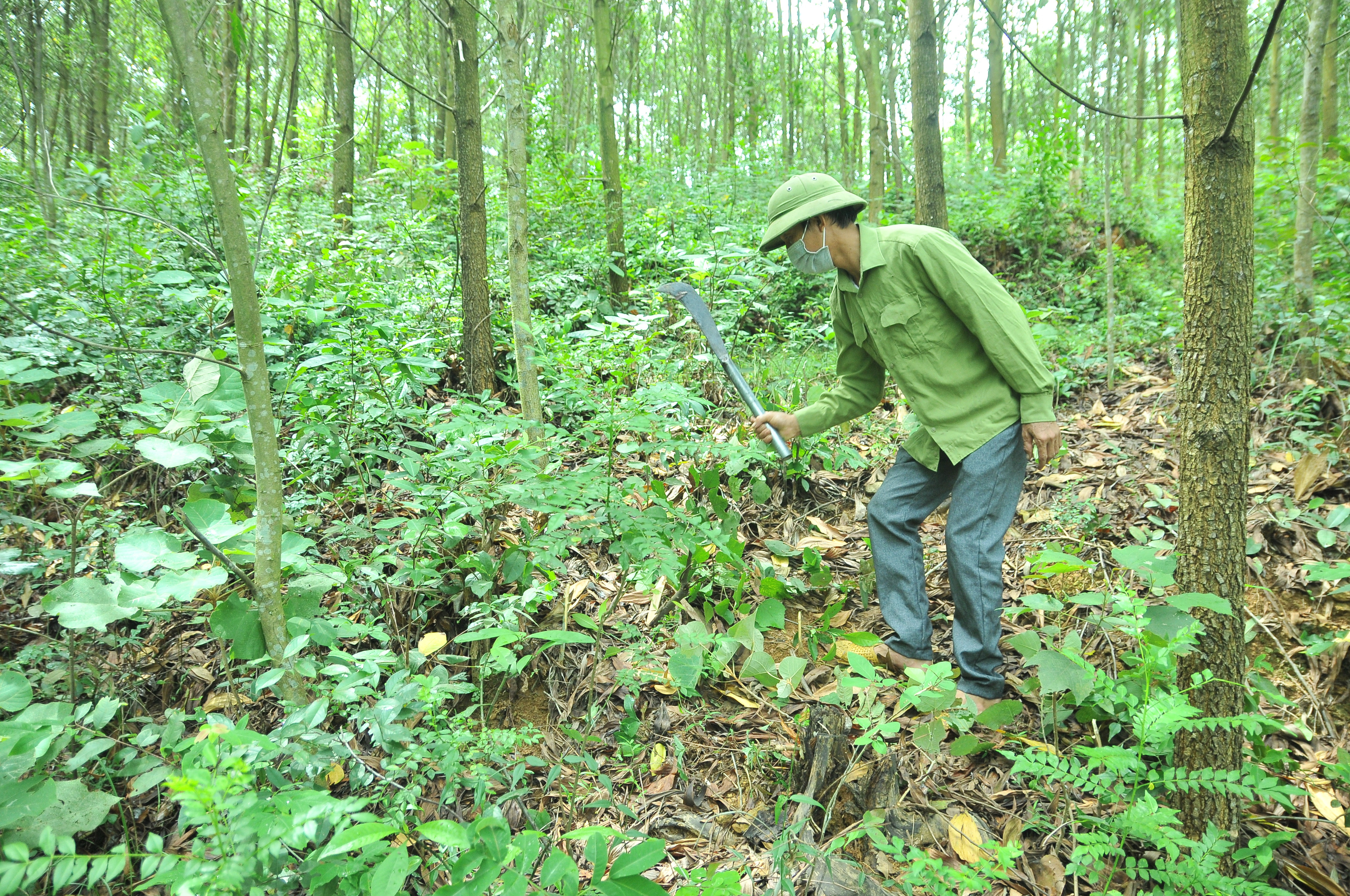 Do bị quy hoạch vào rừng đặc dụng nên dù đã đến kỳ khai thác nhưng cây keo của người dân xóm 9, Nam Thanh (Nam Đàn) vẫn không được thu hoạch. Ảnh: Tiến Đông 