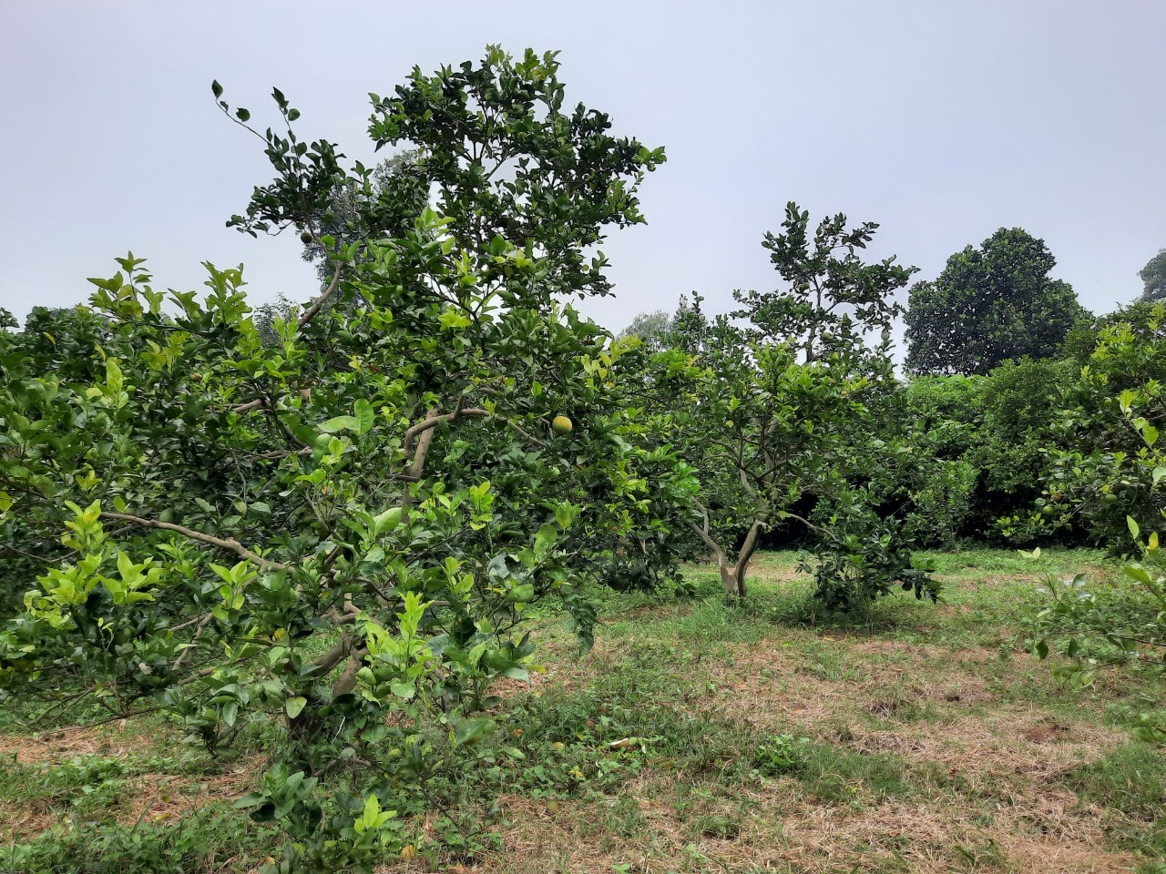 Dù chưa mở trại bán cam nhưng vườn cam của anh Trương Tấn Phú ( Tân Phú, Tân Kỳ) đã trụi quả do rụng. Ảnh: Thanh Phúc