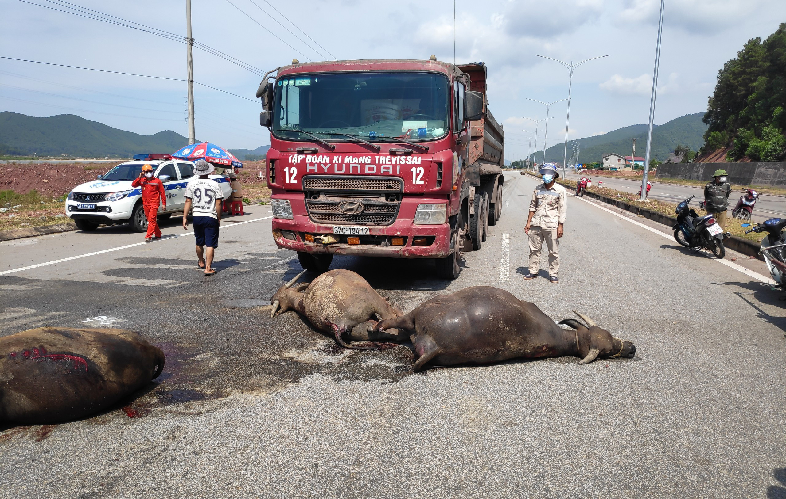 Vụ tai nạn giữa xe tải Công ty CP Xi măng Sông Lam với 3 con trâu thả rộng trên đường N5 xảy ra trong tháng 8/2021. Lái xe đã phải đền bù gần 100 triệu cho người chủ sở hữu trâu. Ảnh Lai Văn 