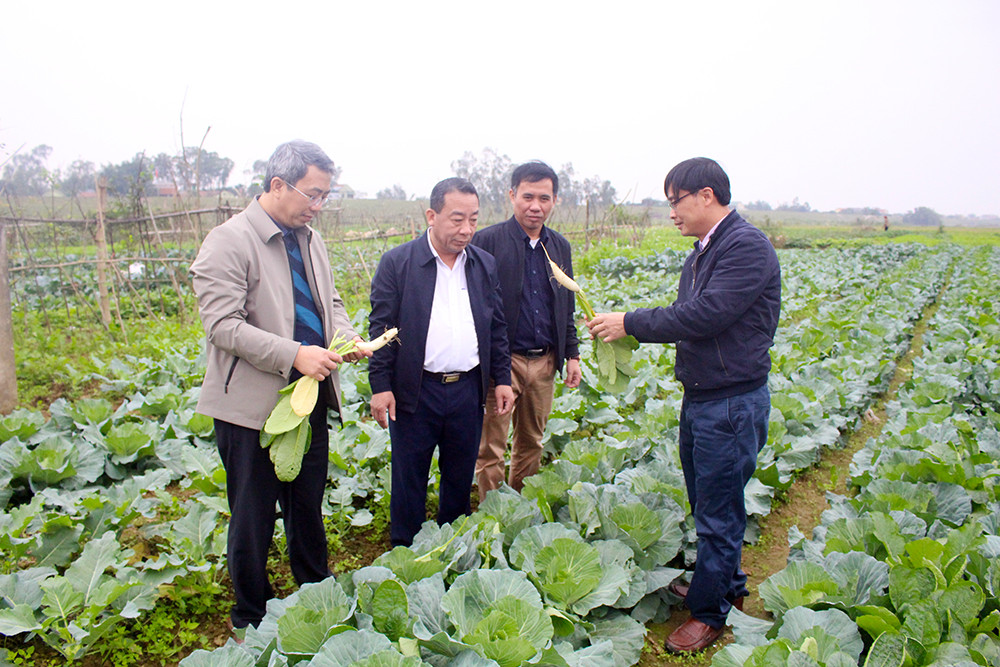 Lãnh đạo Sở Nông nghiệp và PTNT kiểm tra sản xuất rau màu vụ đông tại huyện Hưng Nguyên. Ảnh: Phú Hương