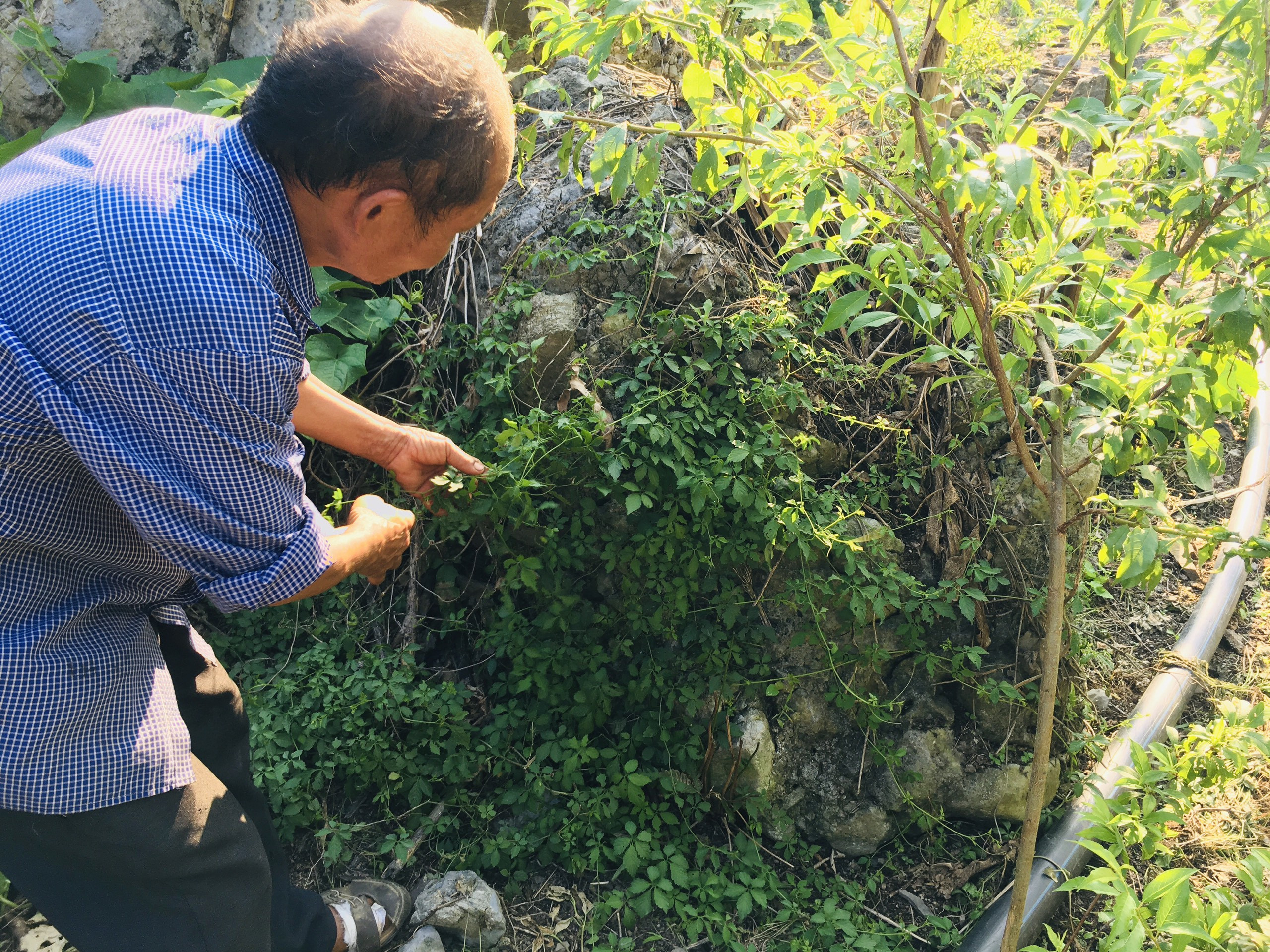 Trồng khảo nghiệm cây Giảo cổ lam tại Kỳ Sơn. Ảnh: Tiến Đông 