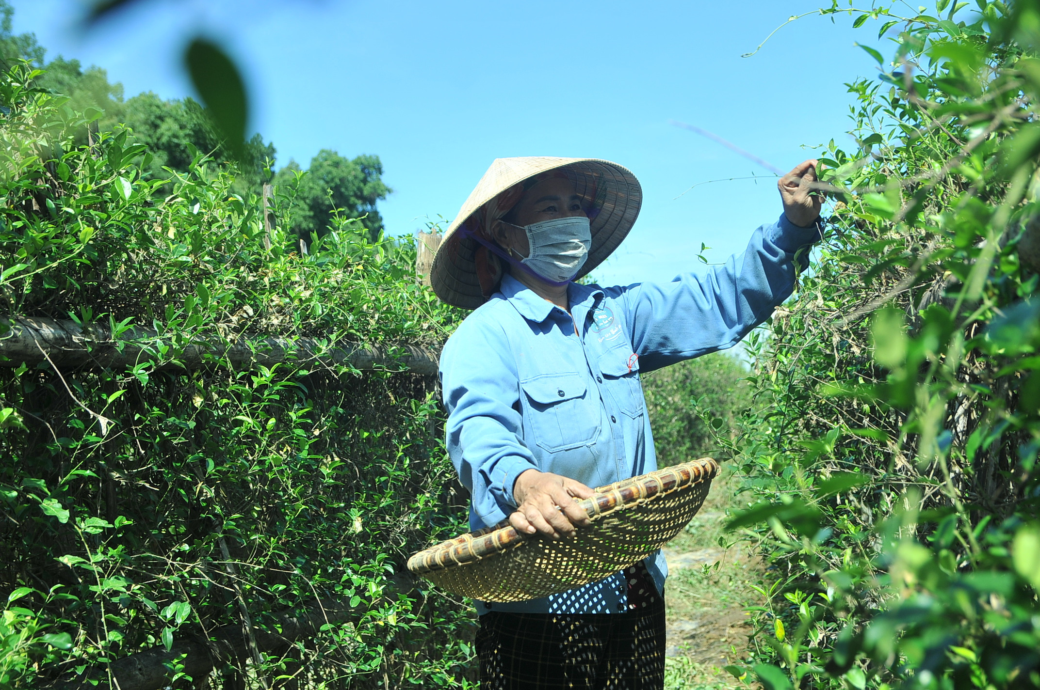 Người dân thu hoạch dược liệu ở Con Cuông. Ảnh: Tiến Đông 