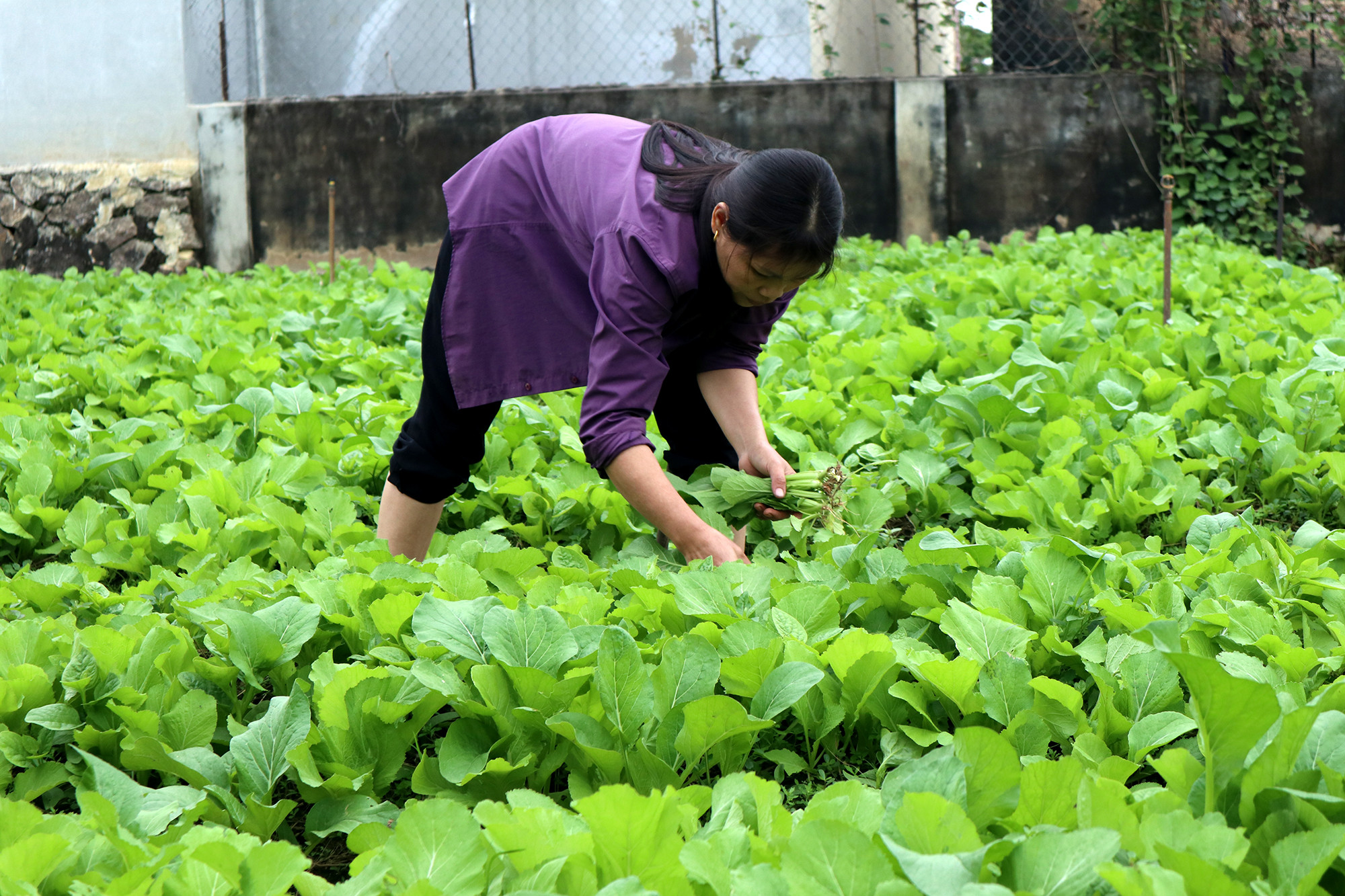 Sau mưa lụt vào cuối tháng 9/2021, gia đình chị Nguyễn Thị Huệ (xóm 1, Quỳnh Thạch) đã xuống giống các loại rau vụ Đông ngắn ngày, thu hoạch sớm, bán được giá. Ảnh: Thanh Phúc