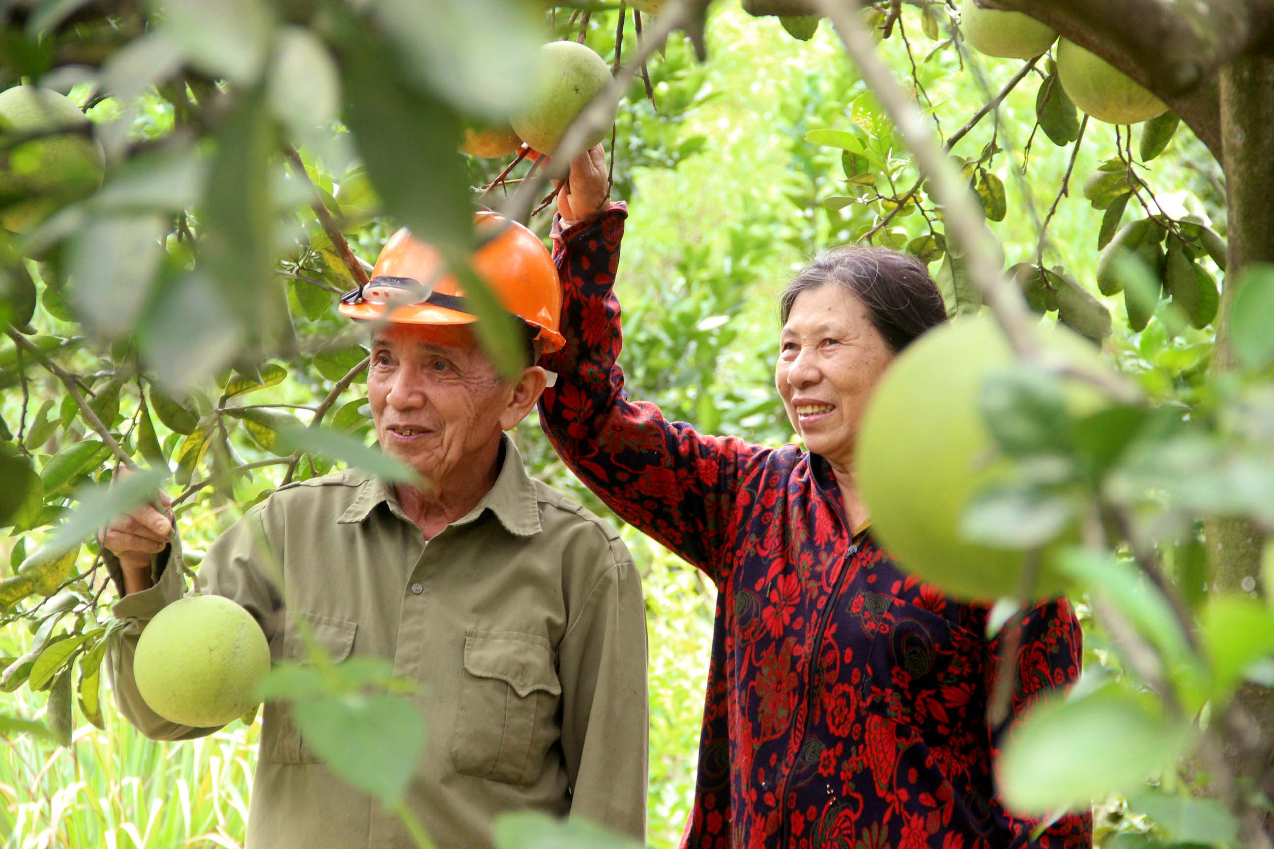 Nông dân huyện Nam Đàn trồng cây ăn quả cho thu nhập ổn định. Ảnh: Quang An