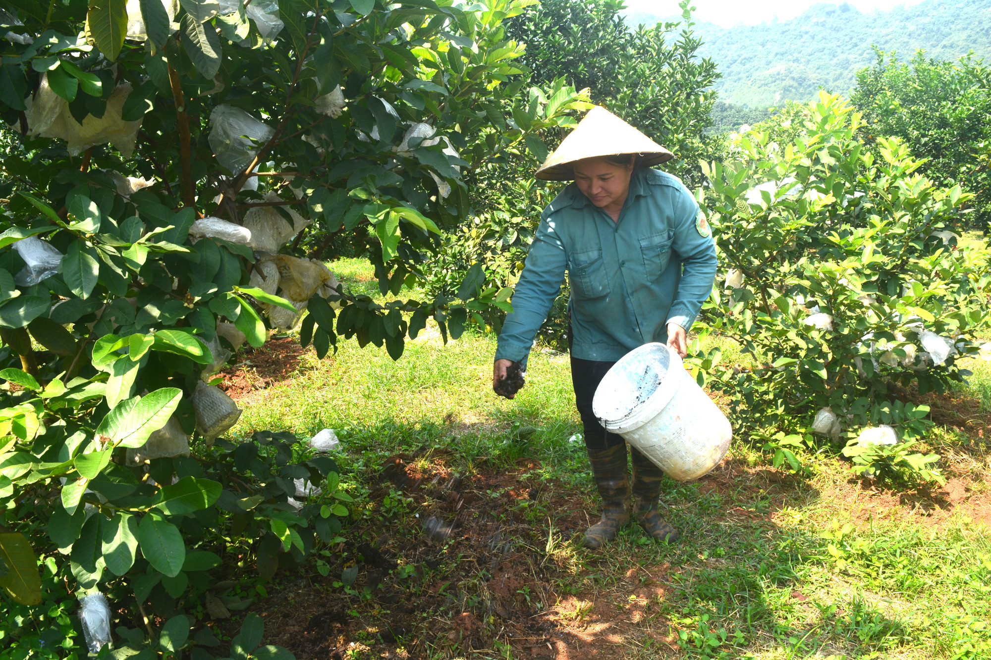 Nông dân Tân Phú (Tân Kỳ) sử dụng phân hữu cơ bón cho cây ăn quả thay thế đạm, lân, ka li. Ảnh: Thanh Phúc