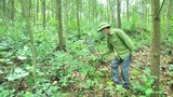 Keo đến kỳ thu hoạch vẫn không thể khai thác vì vướng rừng đặc dụng