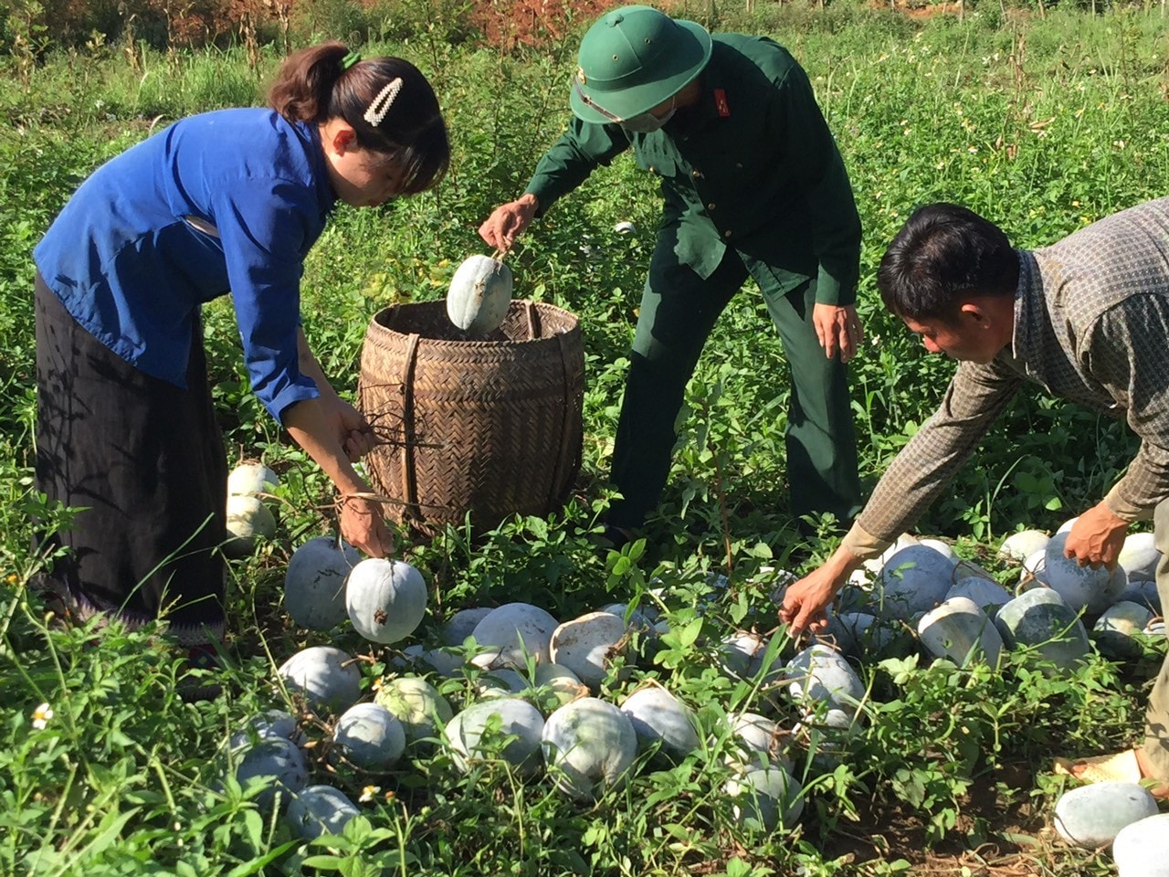 Đoàn Kinh tế quốc phòng 4 giúp người dân trồng trọt phát triển kinh tế. Ảnh: