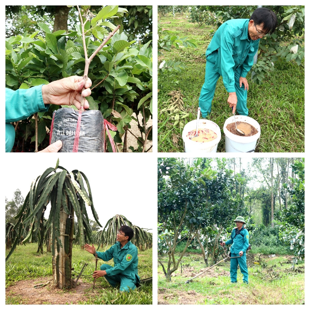 Đây là một trong những mô hình tiên phong ở Nghệ An được canh tác theo hướng hữu cơ với cách chăm sóc rất đặc biệt:  Nguồn nước tưới được kiểm soát chặt chẽ, qua 3 lần lắng lọc rồi mới lên béc tưới ứng dụng công nghệ cao Israel; Các chế phẩm chăm sóc hỗ trợ cây quả bao gồm phân chuồng, phân xanh từ cỏ, đạm cá ủ với men vi sinh, kali hữu cơ ngăn ngừa sâu bệnh bằng các chế phẩm vi sinh và thảo mộc ngâm ủ từ rượu nguyên chất kèm tỏi, ớt. Tuyệt đối không dùng hóa chất trừ sâu, trừ cỏ và các hóa chất kích thích tăng trưởng ảnh hưởng đến chất lượng sản phẩm và sức khỏe con người. Ảnh: Thanh Phúc