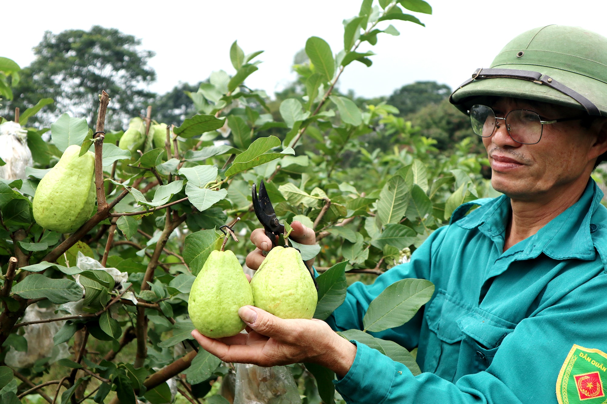 Ông Đàm Duy Từ, Chủ trang trại cây ăn quả hữu cơ Từ Hạnh cho biết: “Canh tác theo hướng hữu cơ là phương thức canh tác không sử dụng các loại phân bón vô cơ; thuốc trừ sâu hóa học. Vì thế sản phẩm tạo ra có hương vị thơm ngon, màu sắc tự nhiên; giàu chất dinh dưỡng có lợi cho sức khỏe người sử dụng. Đồng thời, giúp bảo vệ sức khỏe người sản xuất, giúp tái tạo đất, chống thoái hóa cây, giúp bảo vệ môi trường”. Ảnh: Thanh Phúc