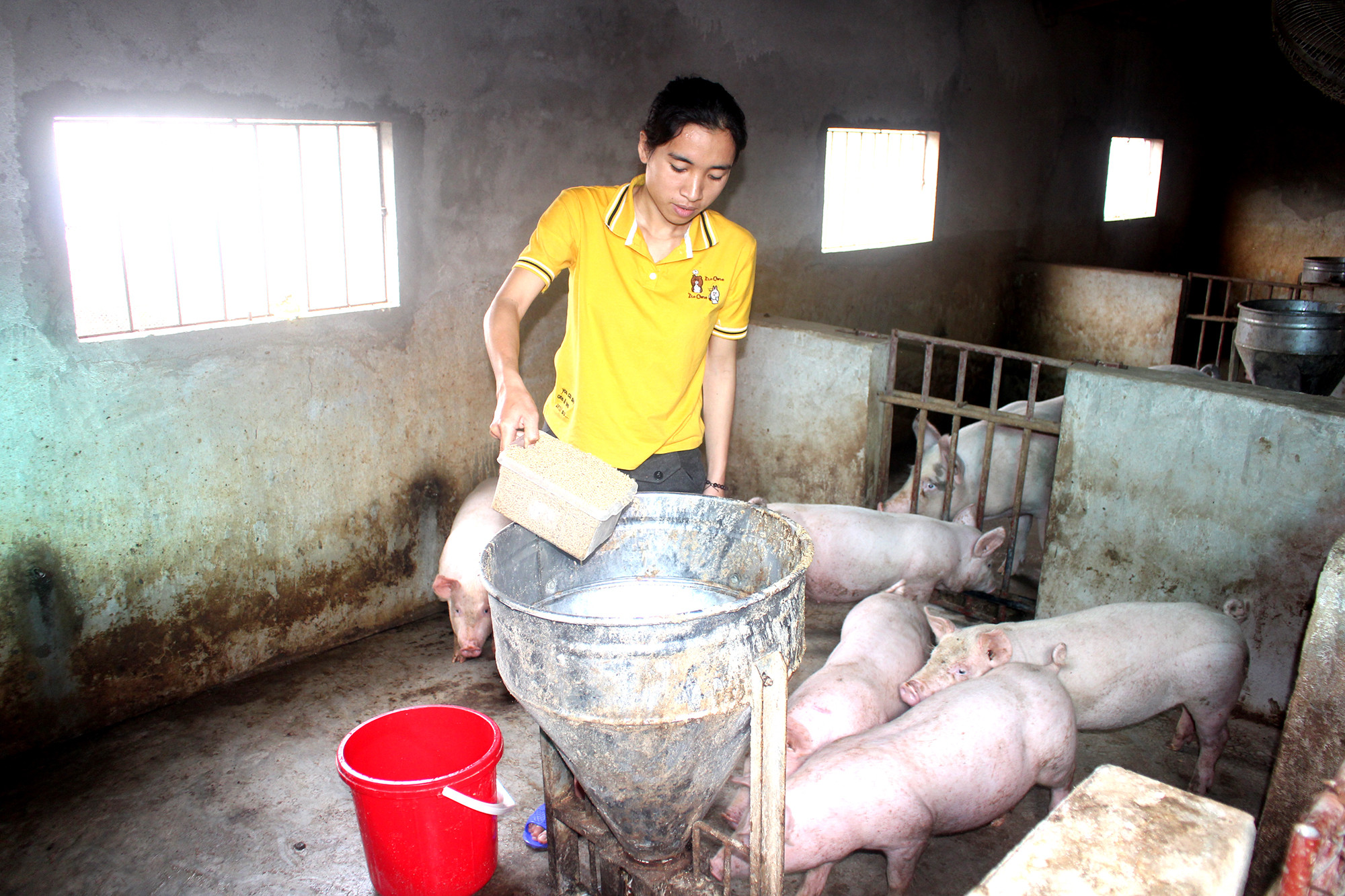 Giá lợn hơi xuống thấp, người chăn nuôi phải bù lỗ 300-500.000 đồng/con, thậm chí cả triệu đồng/con lợn thịt xuất chuồng. Ảnh: Thanh Phúc