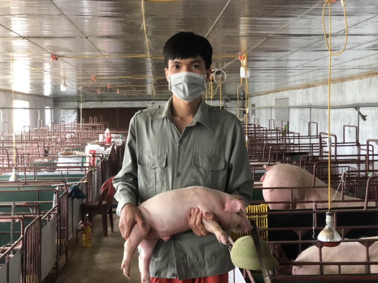 Anh Nguyễn Văn Nhật, Chủ trại chuyên lợn giống ở Nghĩa Khánh, Nghĩa Đàn cho biết, chi phí cho một con lợn giống từ khi phối giống đến khi xuất chuồng hết khoảng 1 triệu đồng, với giá bán 1,1 triệu đồng/con lợn siêu nạc (biểu 10kg) như hiện nay là chỉ hòa vốn, không có lãi. Ảnh: Thanh Phúc