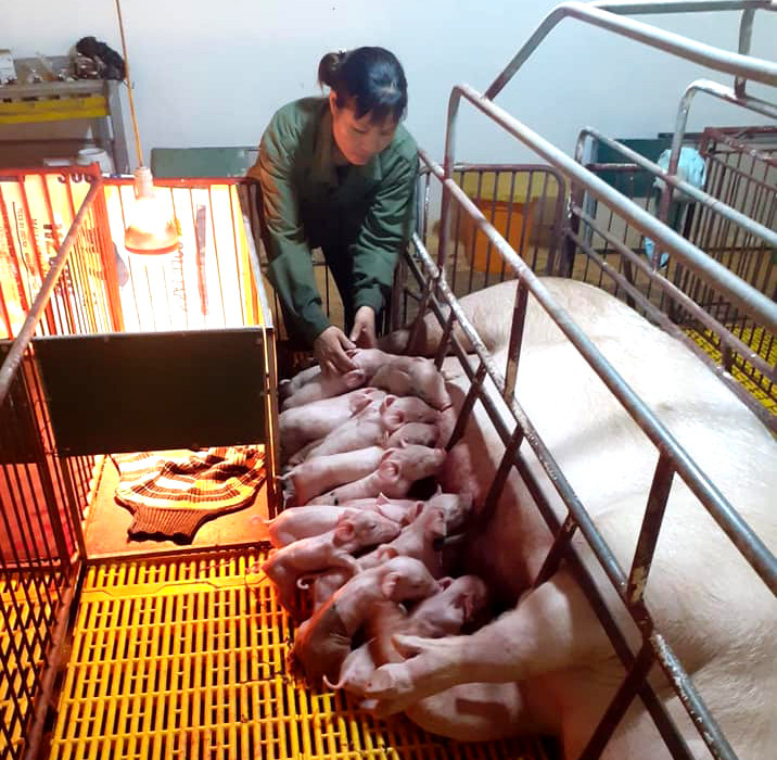 Trước tình hình đó, nhiều trang trại lợn giống phải sàng lọc lại đàn, thải loại nái kém chất lượng, giảm quy mô nái để tránh thua lỗ. Ảnh: Thanh Phúc