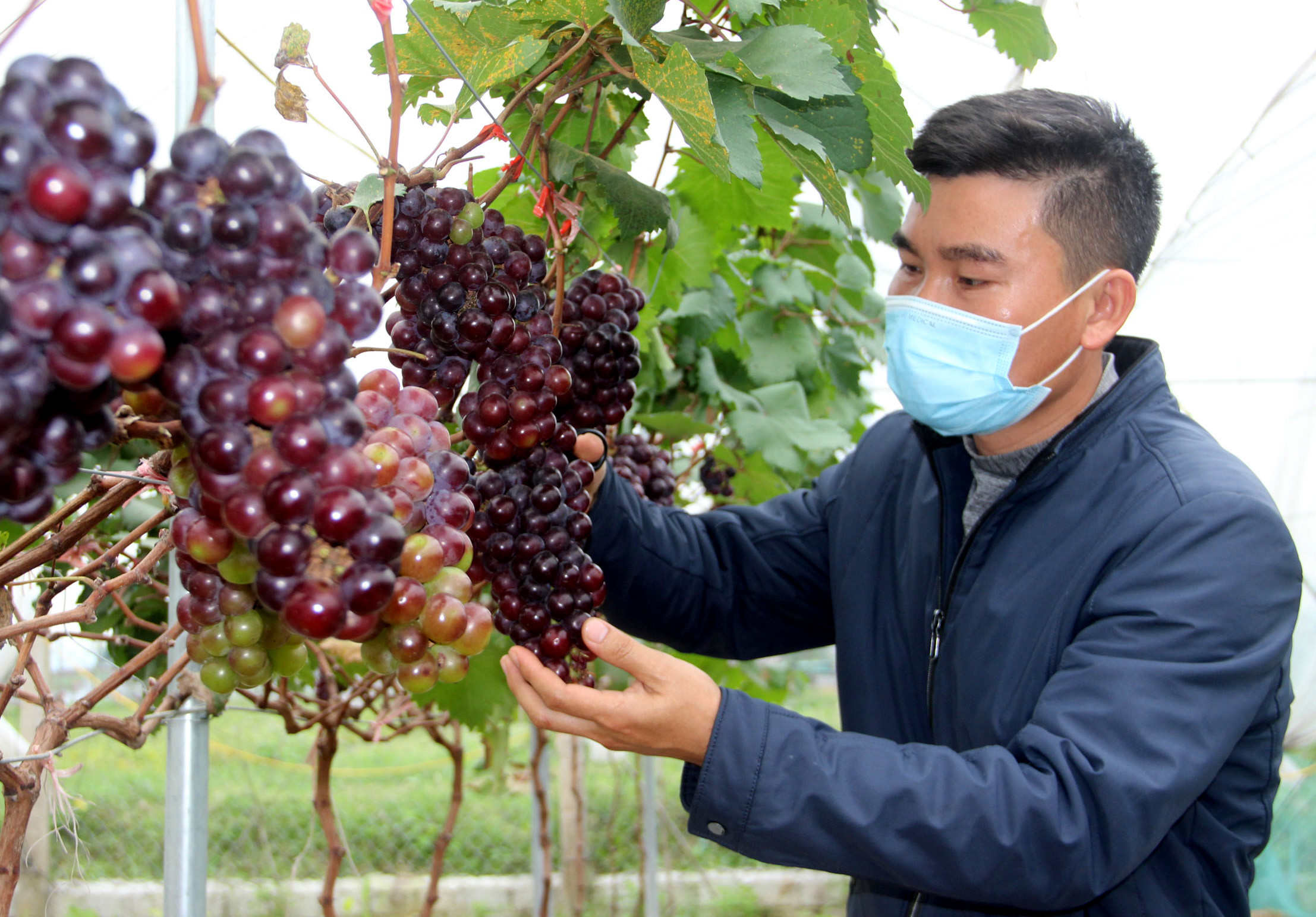 Mô hình trồng nho đầu tiên trên địa bàn huyện Nghi Lộc đã mang lại hiệu quả kinh tế ảnh Quang An
