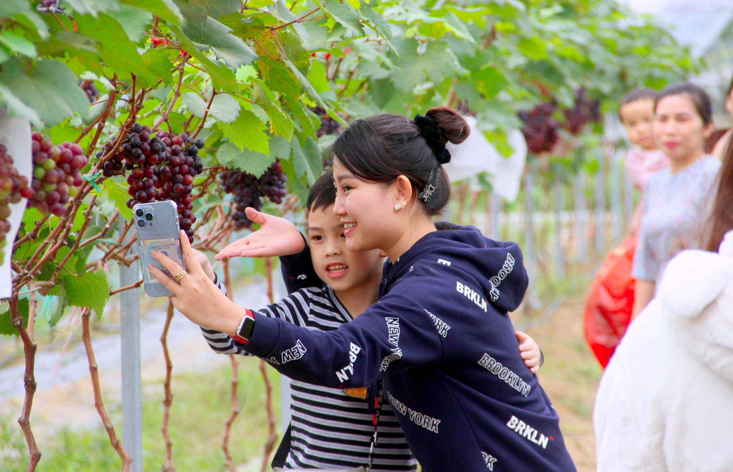 Nhiều du khách thích thú khi tham quan vườn nho đầu tiên trên địa bàn huyện Nghi Lộc. Ảnh Quang An