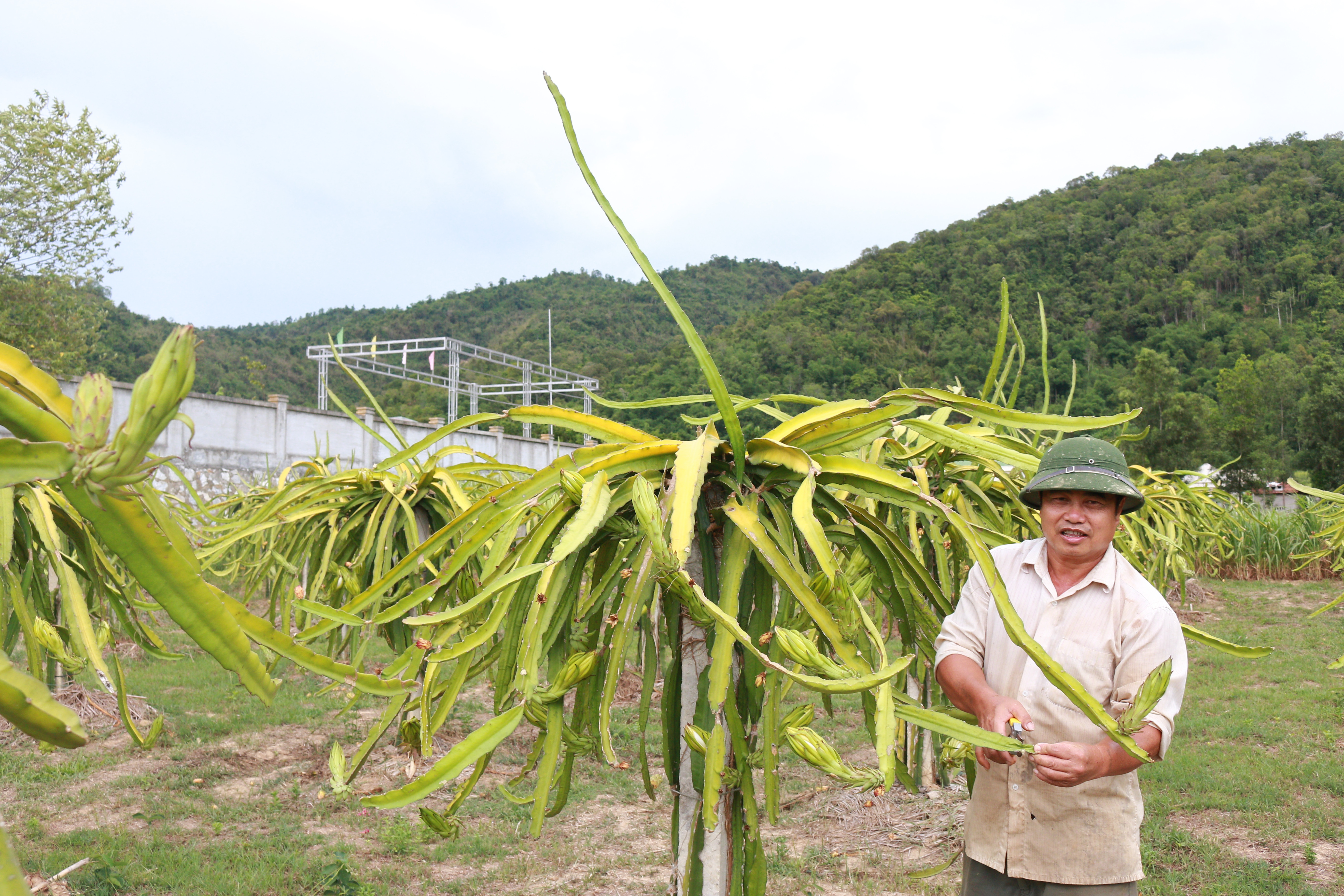 Mô hình trồng cây ăn quả của hộ ông Tống Văn Chiến ở làng Bãi Sở, xã Tam Quang, cho thu nhập hàng trăm triệu đồng mỗi năm. Ảnh ĐN