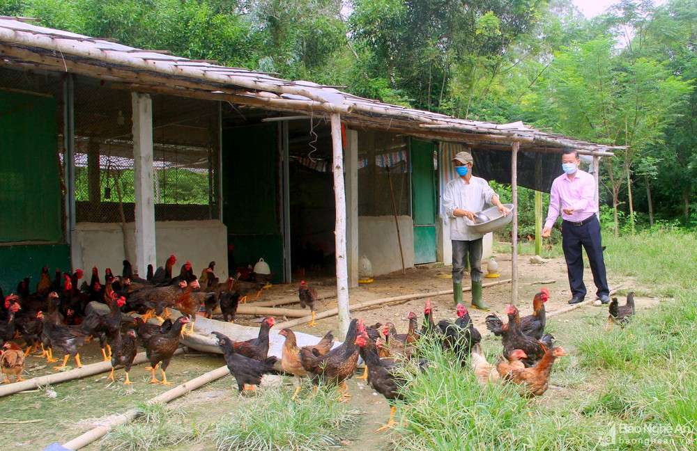 Trang trại chăn nuôi của anh Nguyễn Văn Hùng ở xã Nam Giang Nam Đàn vay 100 triệu đồng chương trình hộ mới thoát nghèo, anh Hùng đầu tư chăn nuôi hiệu quả Ảnh Thu Huyền