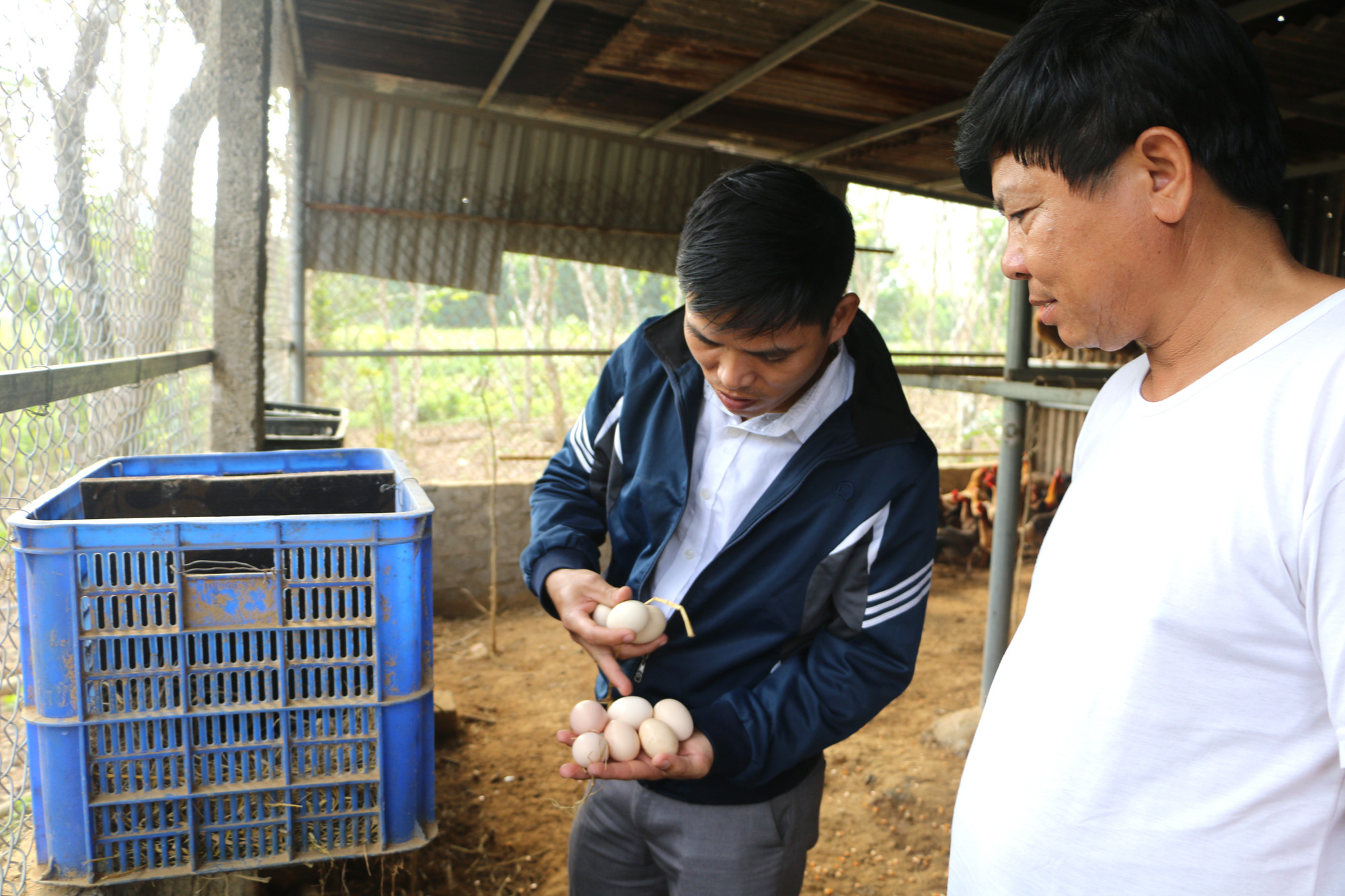 Cán bộ Trung tâm dịch vụ Nông nghiệp Quỳnh Lưu tư vấn, cùng chủ mô hình lựa chọn trứng gà giống để nhân rộng đàn gà rừng lai gà bản địa tại Quỳnh Thắng. Ảnh Nguyễn Hải