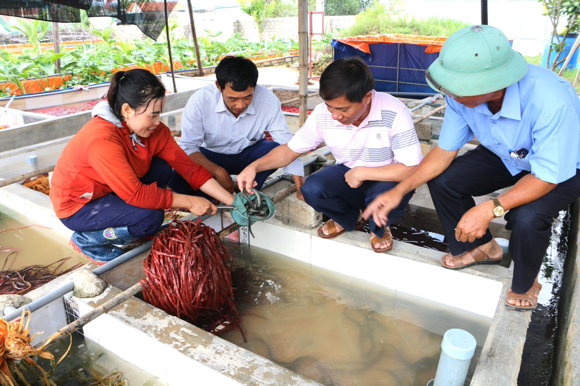 Kiểm tra mô hình ươm ba ba giống tại Tân Sơn, Quỳnh Lưu. Ảnh Nguyễn Hải