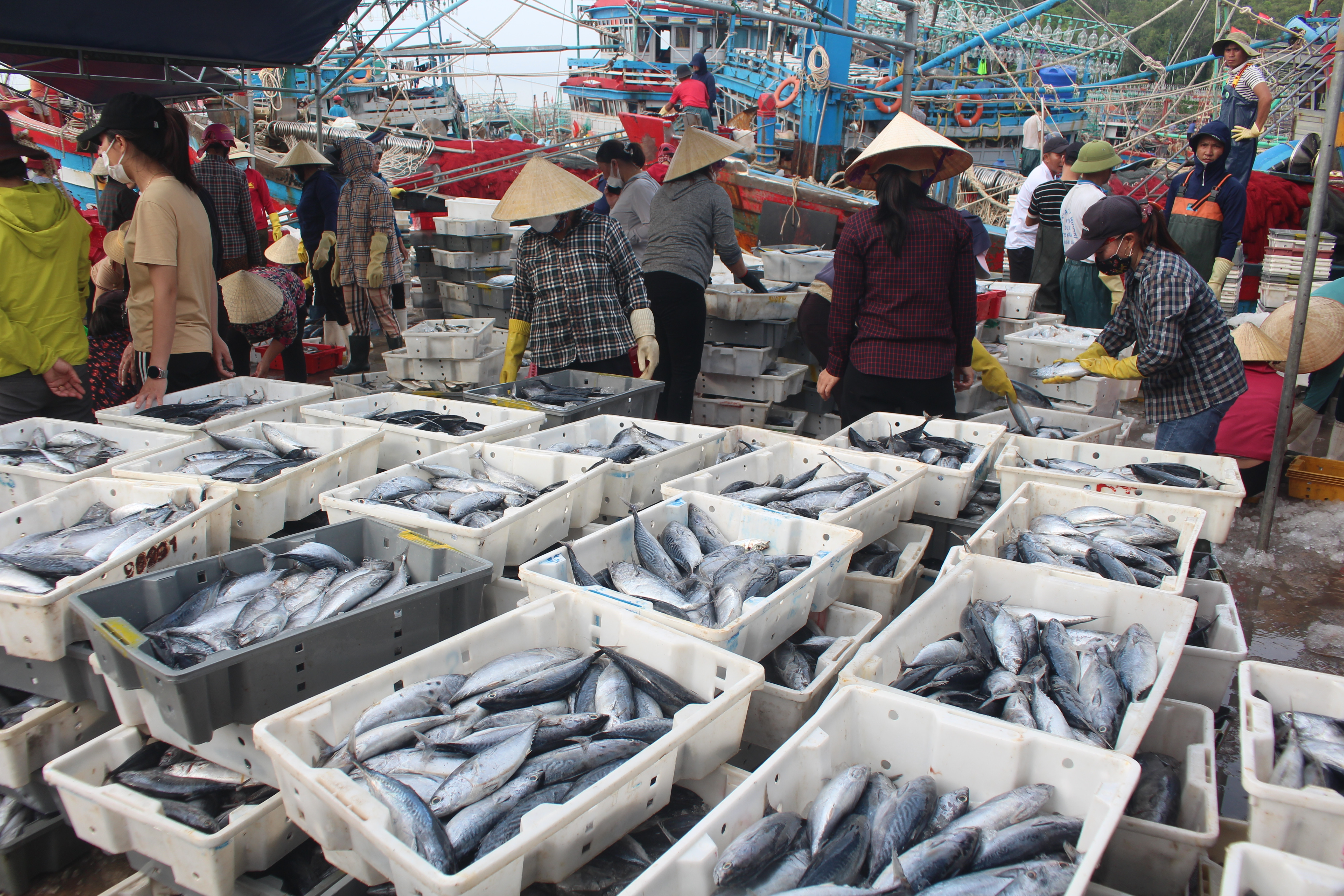 Vụ cá Bắc cho năng suất cao, các loại hải sản có giá trị xuất khẩu. Ảnh: Việt Hùng