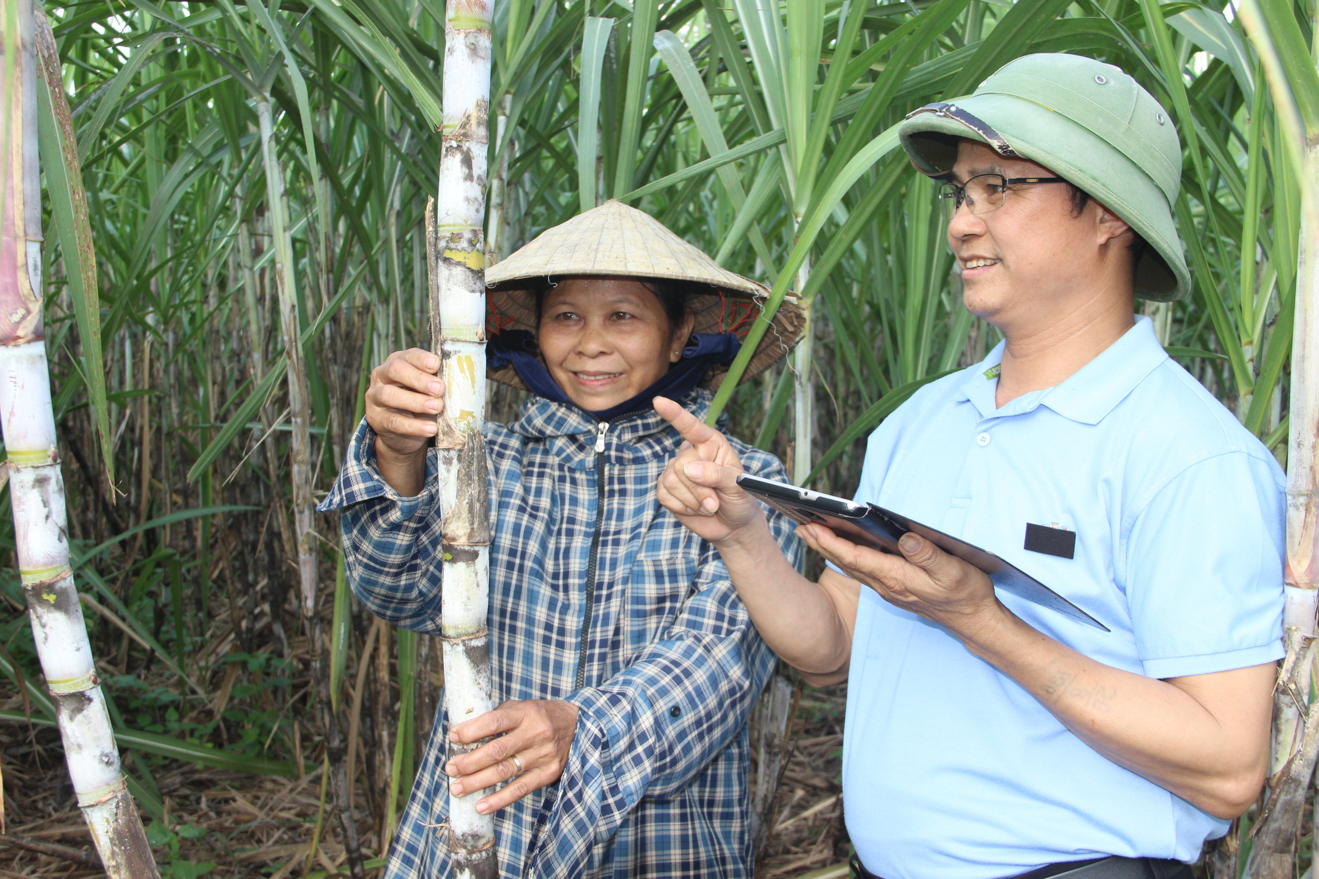 Cán bộ nông vụ công ty CP Mía đường Sông Con luôn đồng hành cùng bà con trong sự phát triển cây mía. Ảnh: Q.A