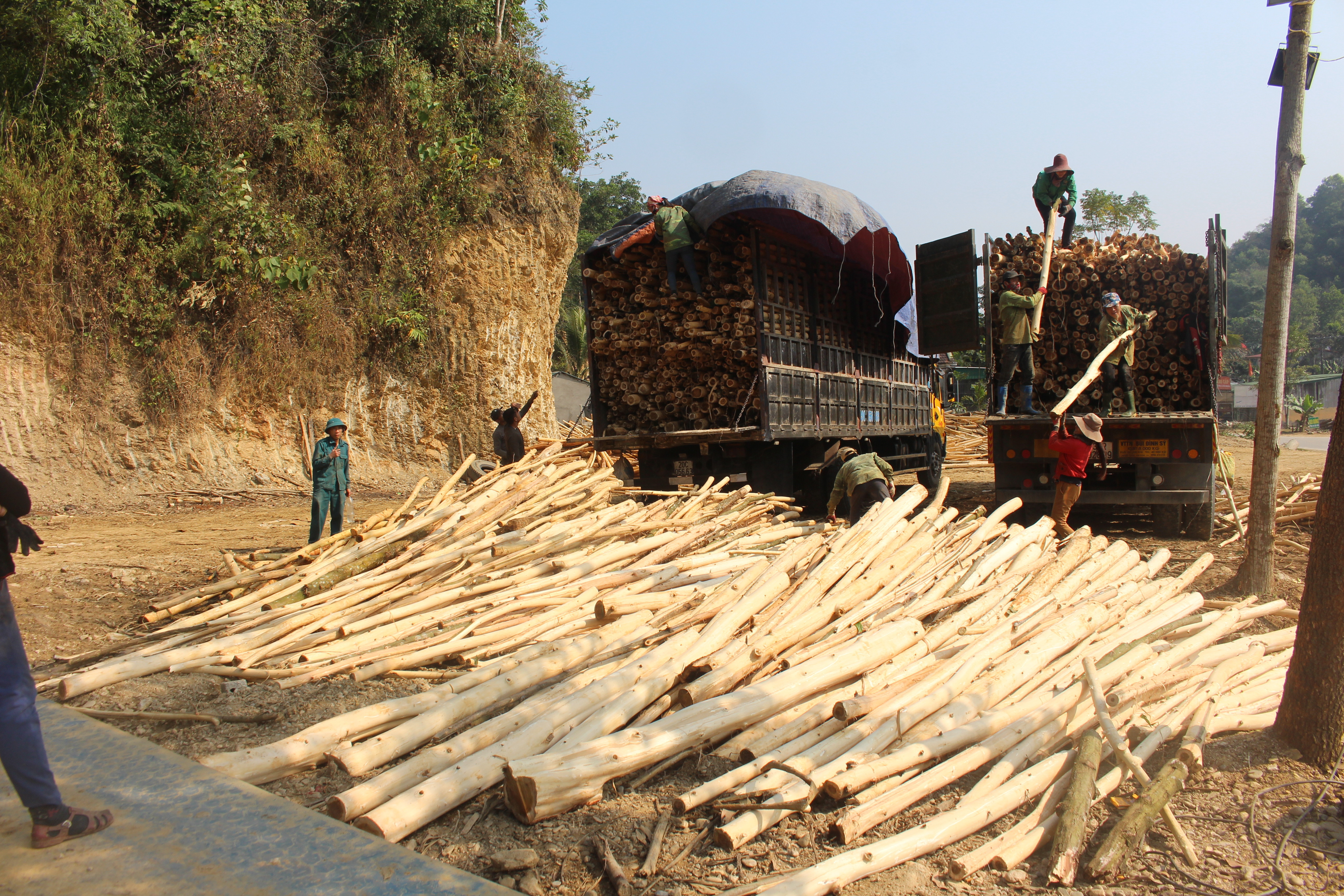 Nhờ phát triển kinh tế rừng nên nhiều hộ dân người đồng bào ở Con Cuông đã thoát nghèo