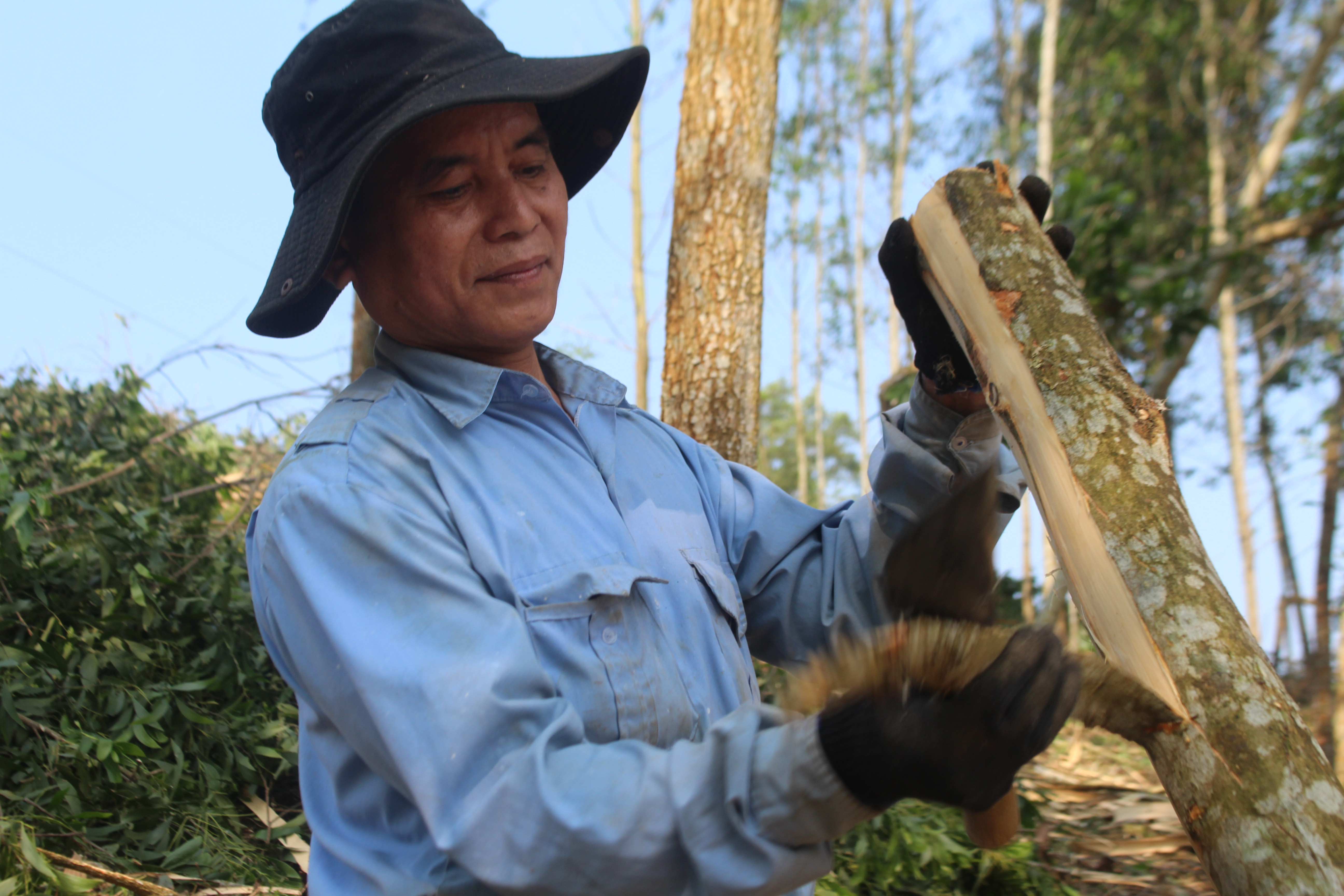 Nhờ phát triển kinh tế rừng nên nhiều hộ dân người đồng bào ở Con Cuông đã thoát nghèo