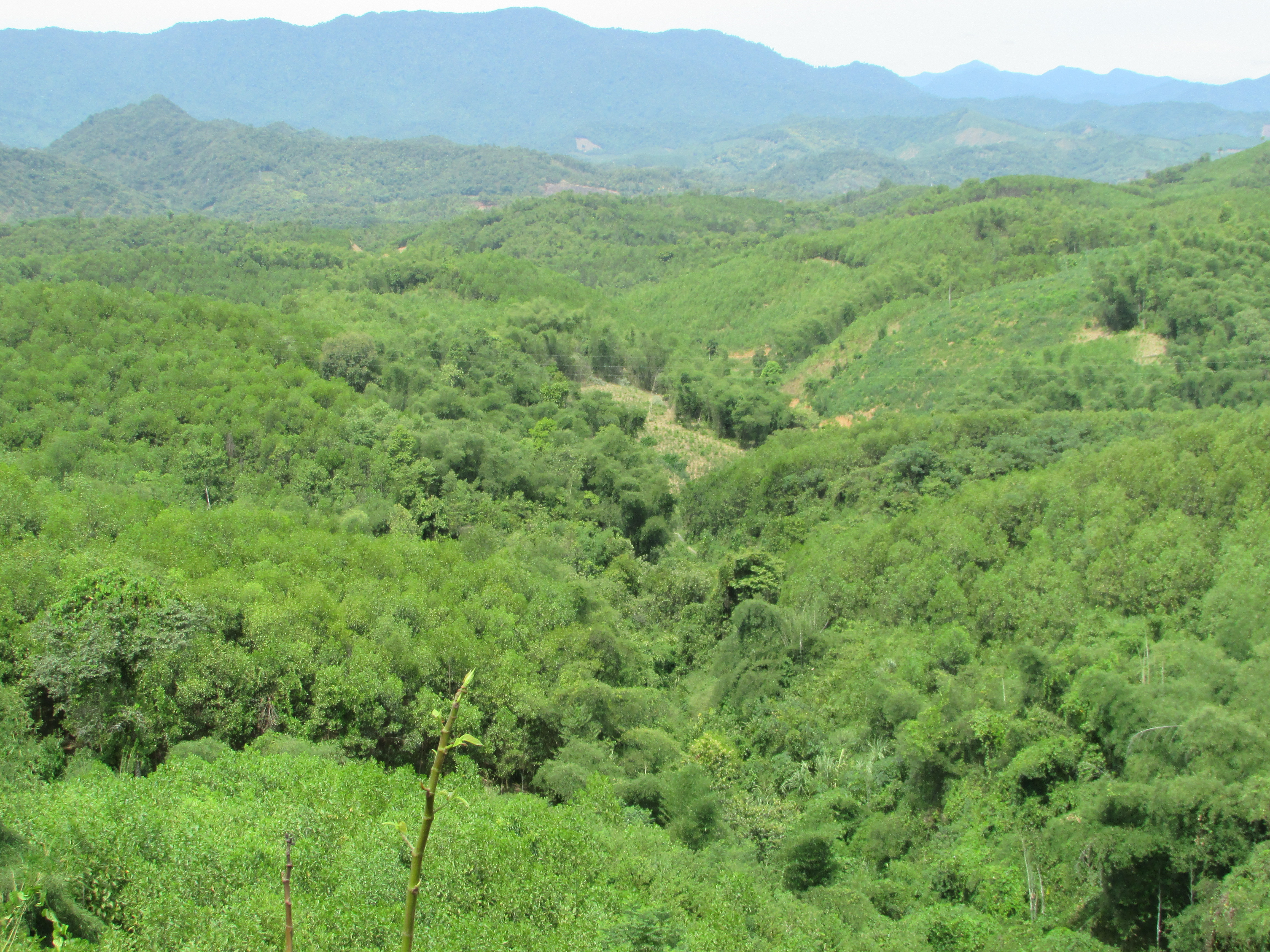 nhờ làm tốt công tác trồng, chăm sóc quản lý bảo vệ rừng nên đến nay độ che phủ rừng Con Cuông đạt gần 85%, cao nhất tỉnh.