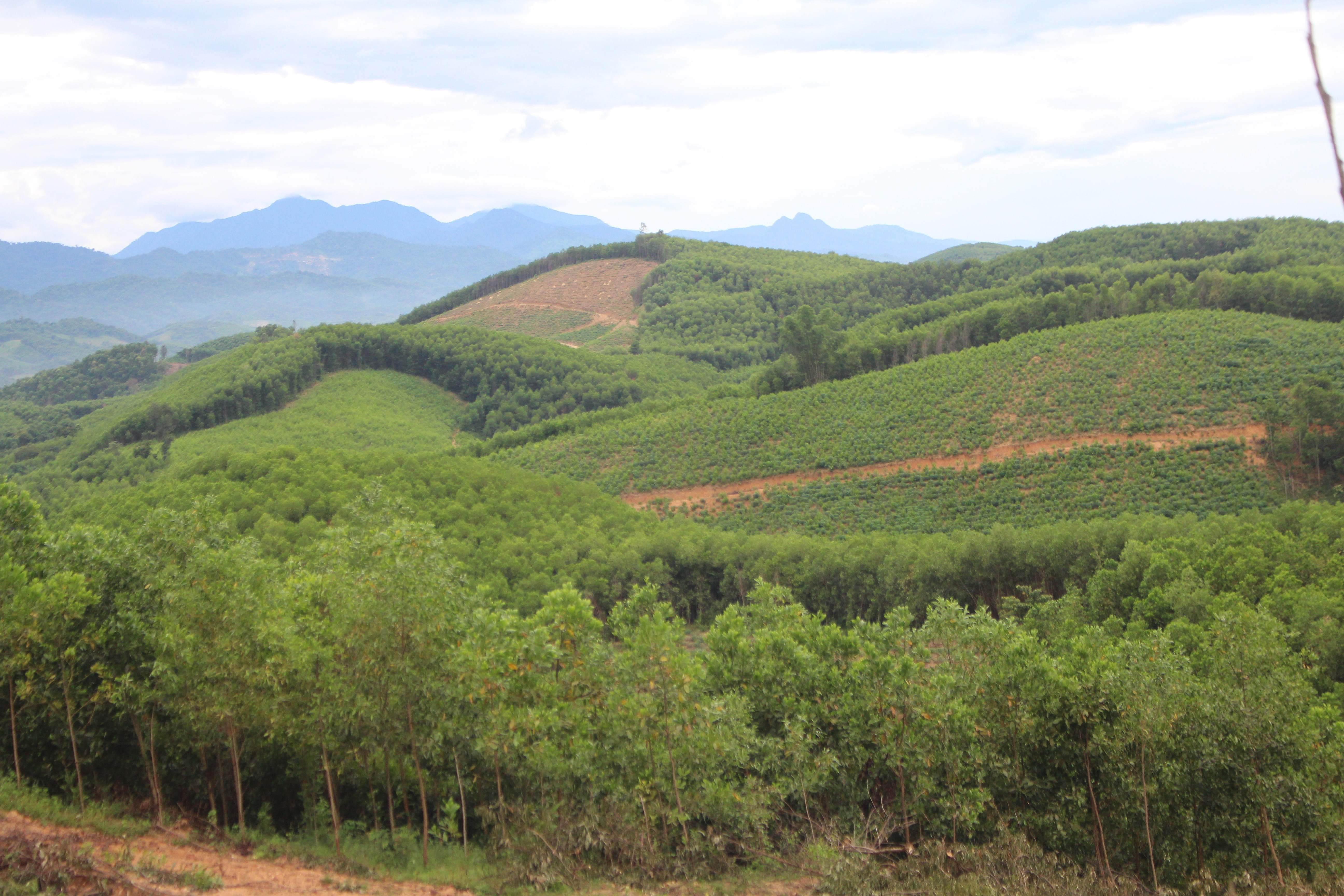 Môt khu vực diện tích trồng cây keo lấy gỗ ở xã Mậu Đức, Con Cuông.
