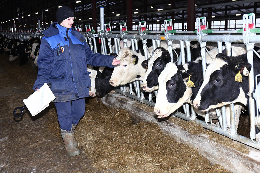 Đàn bò cho năng suất sữa cao rất cao. Ảnh: PV