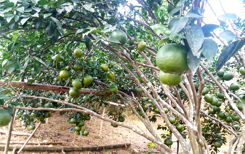 Những cây cam trĩu quả nên người dân phải dùng cọc tre để chống đỡ. Thời điểm này, các vườn tập trung dưỡng quả chờ ngày thu hái. Ảnh: Thanh Phúc