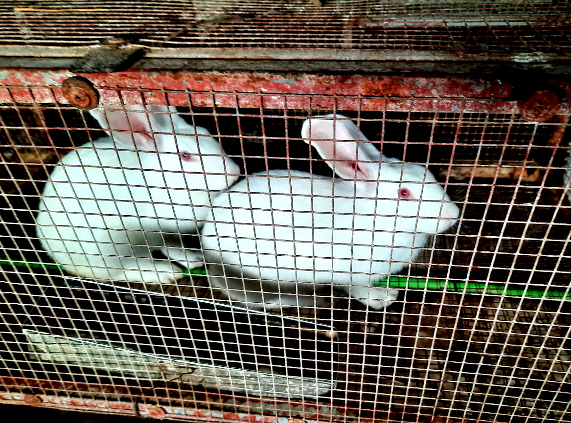 Mỗi năm, từ 200 thỏ nái mang lại thu nhập khoảng 200 triệu đồng. Ảnh: Thanh Phúc