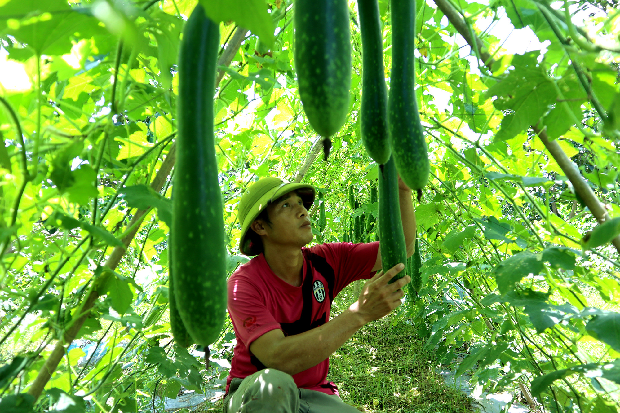 Mỗi năm, từ trồng xen bí trong vườn bưởi giúp anh Thắng có nguồn thu 100 triệu đồng để 