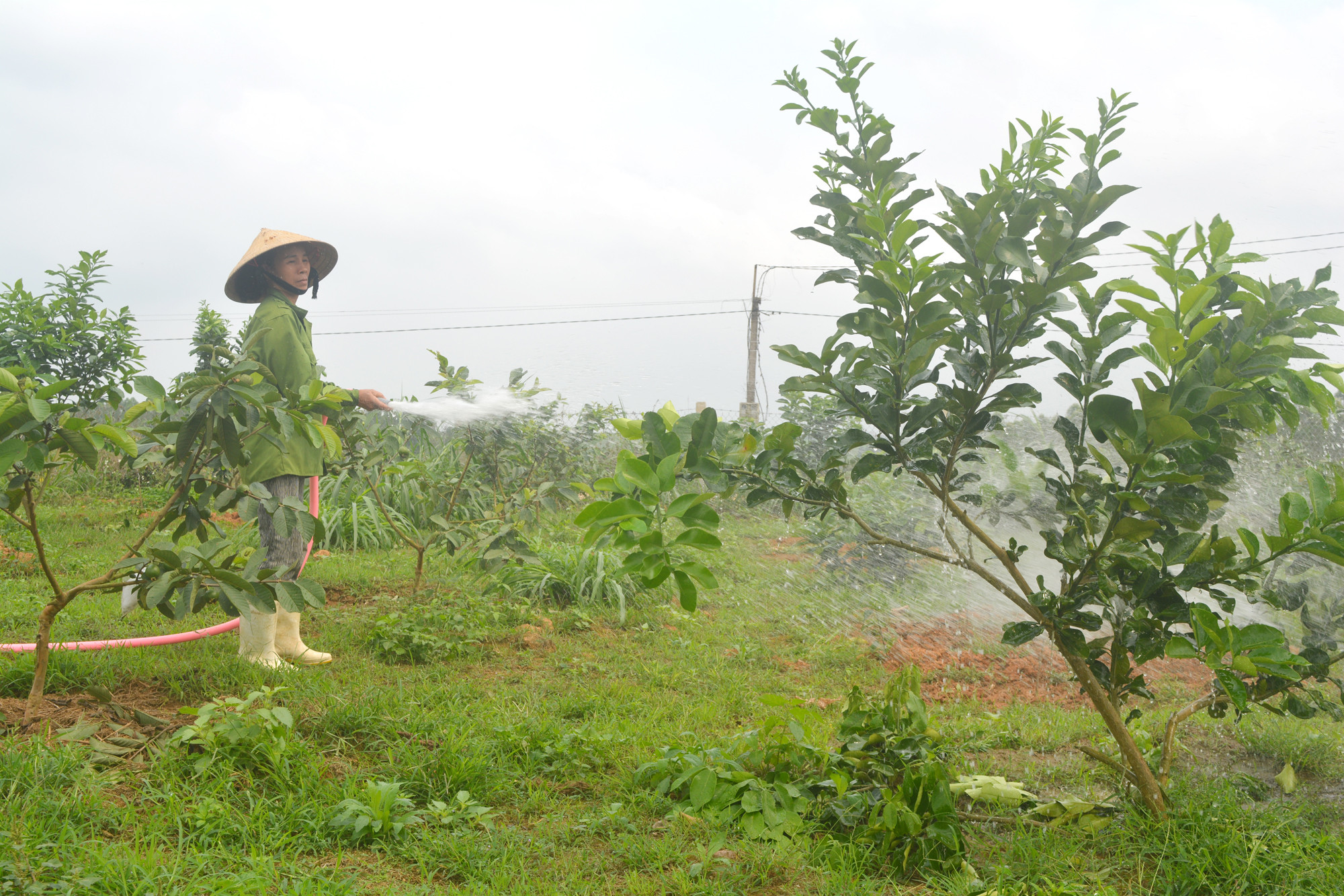 Mô hình trồng ổi xen sả cũng đang được nhiều nông dân ở Nghĩa Đàn áp dụng. Ảnh: Thanh Phúc