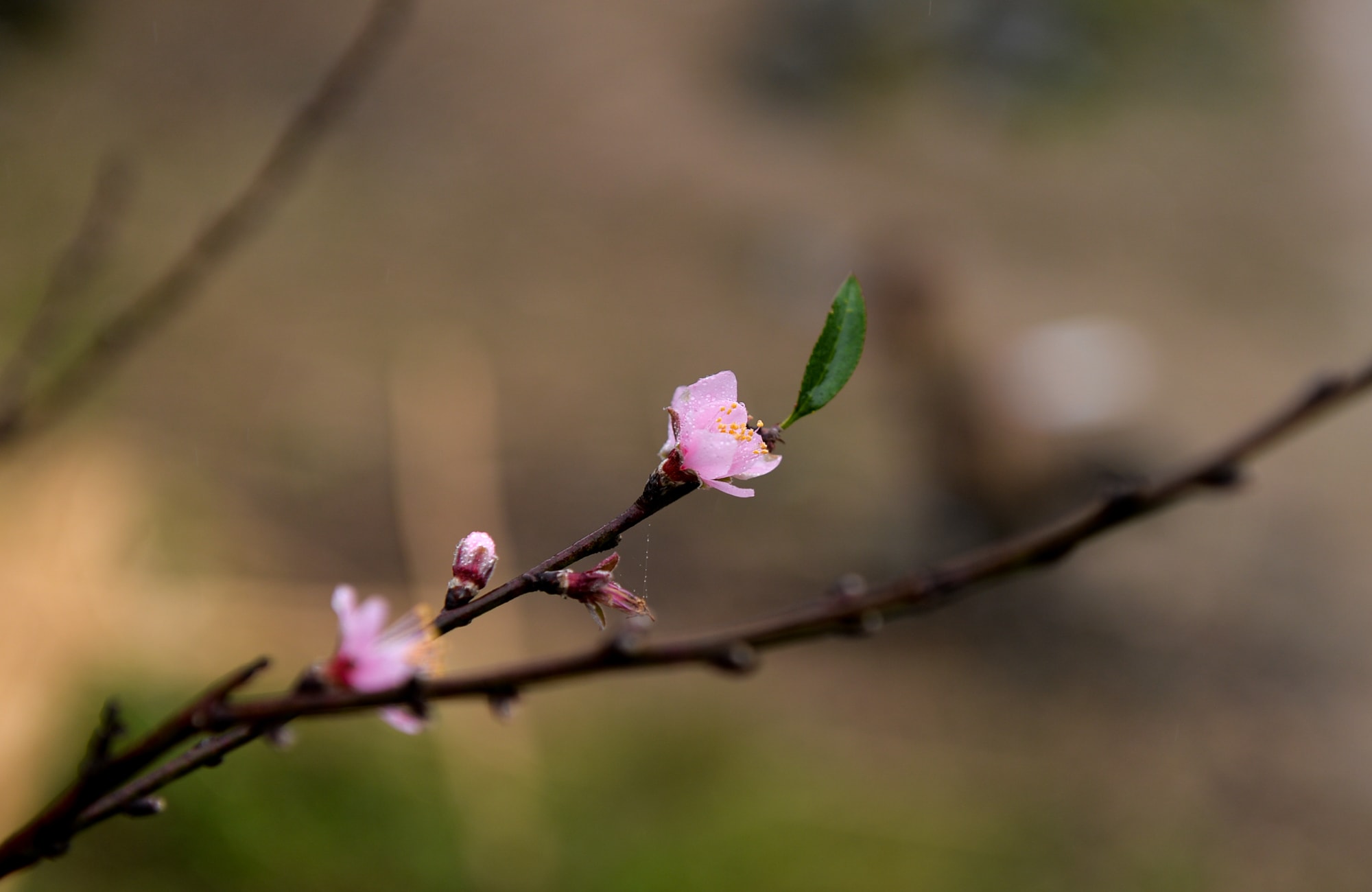 Ảnh: Thành Cường