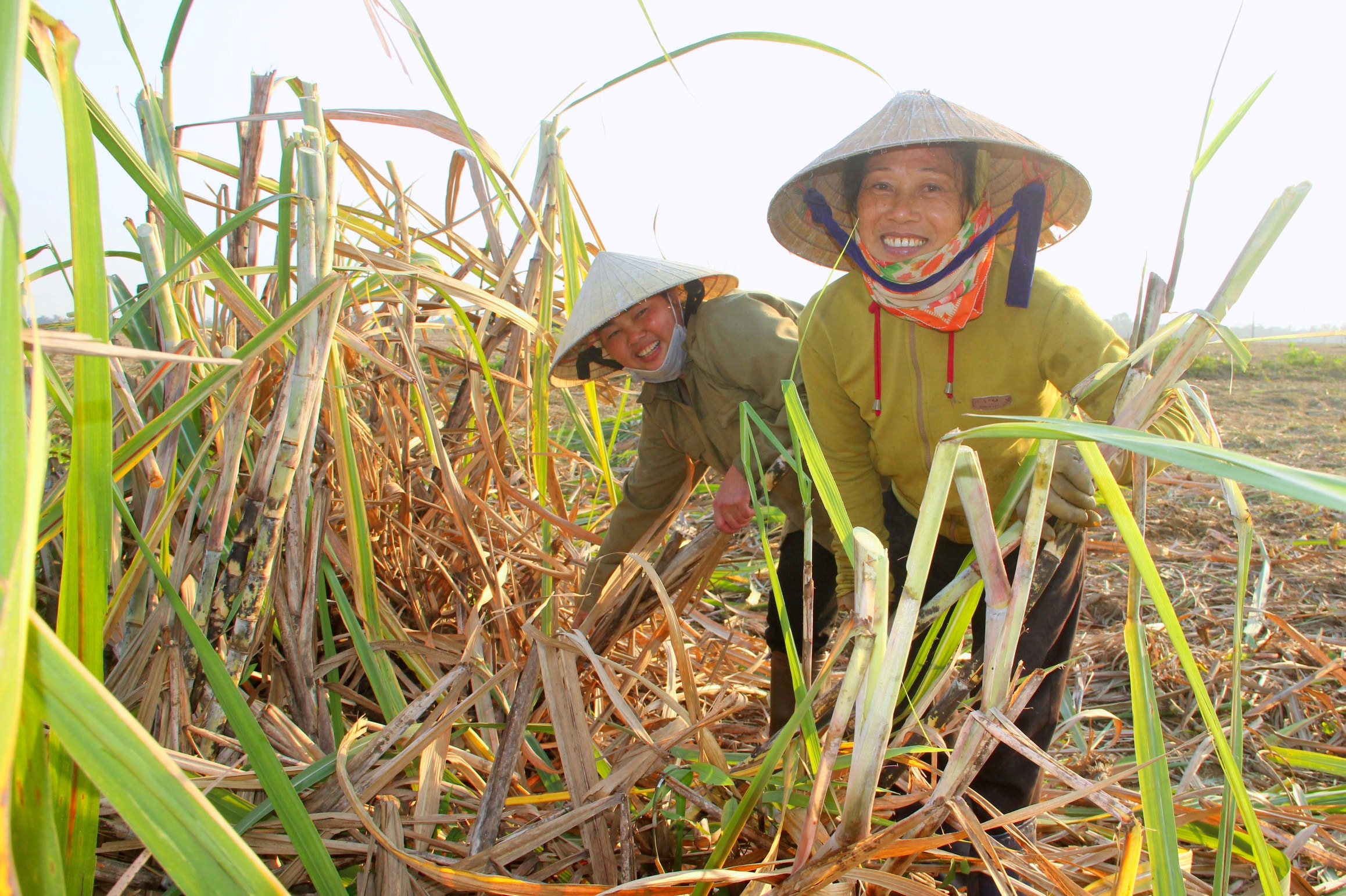 Người dân phấn khởi khi mía năm nay được mùa, được giá ảnh Quang An