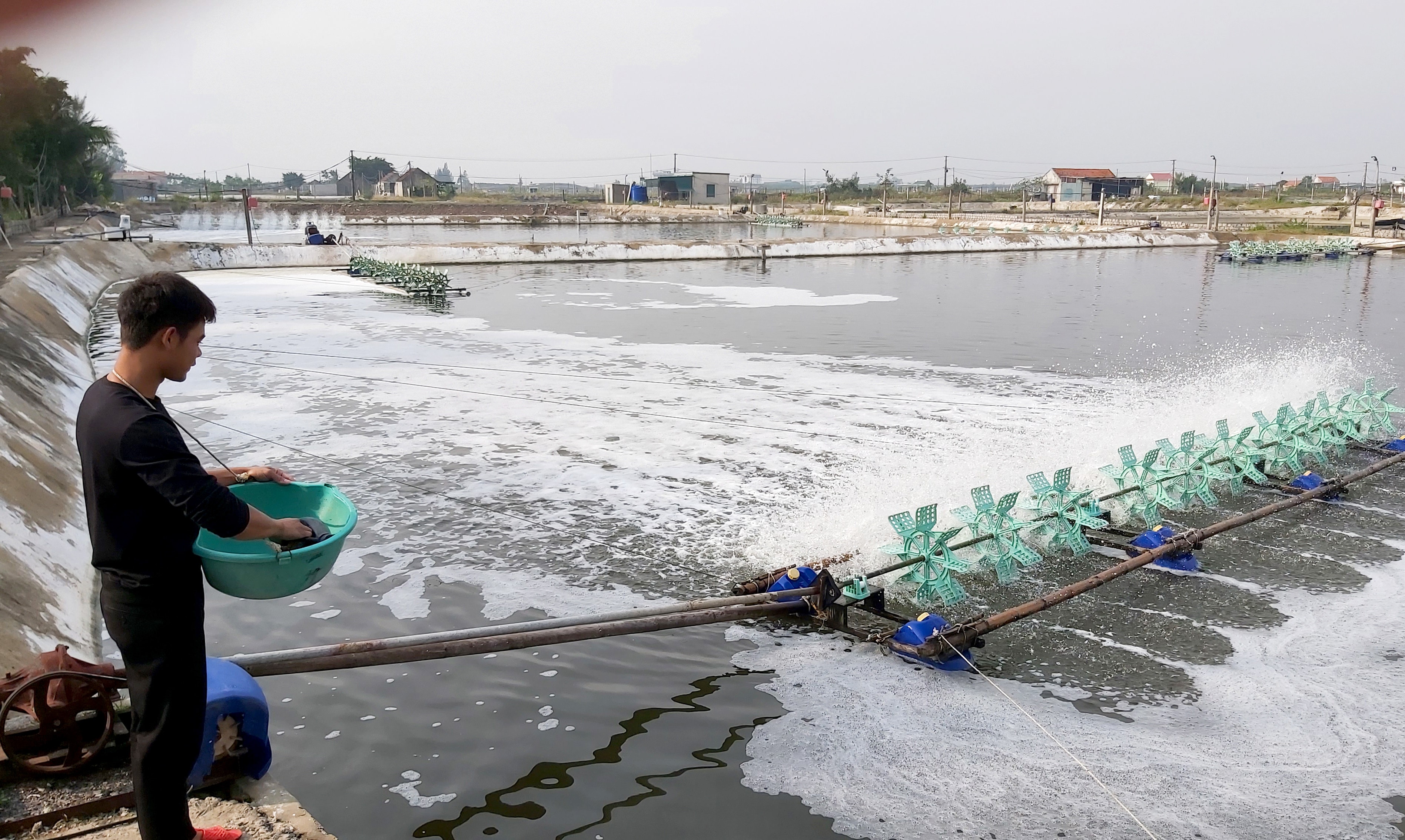 Người dân huyện Quỳnh lưu tích cực chăm sóc tôm vụ đông. Ảnh: Xuân Hoàng