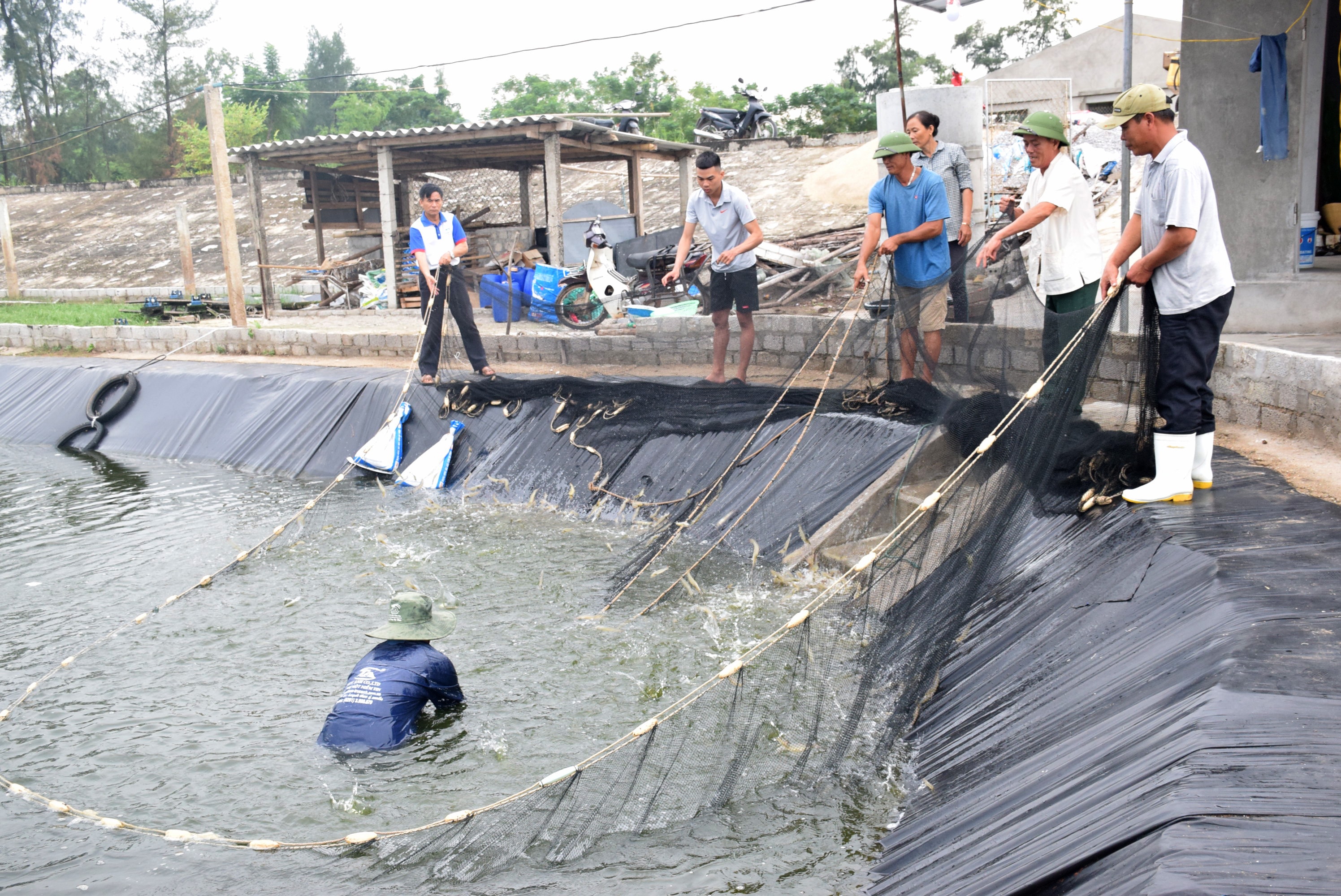 Huyện Diễn Châu có diện tích nuôi tôm vụ đông nhiều, bà con thả con giống rải vụ nên thường xuyên có thu hoạch. Ảnh: Xuân Hoàng