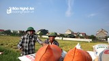  Nông dân Nghệ An phấn khởi vì giá lúa vụ Xuân tăng cao 