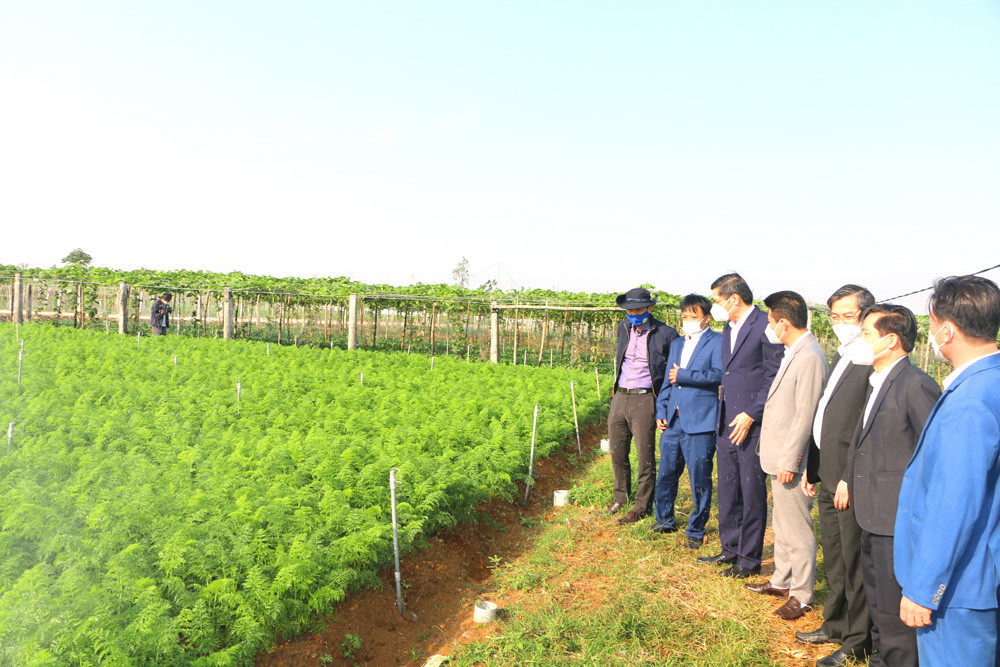 Đoàn công tác kiểm tra, thẩm định mô hình sản xuất rau an toàn tại xã Quỳnh Liên, Thị xã Hoàng Mai. Ảnh: Nguyễn Hải