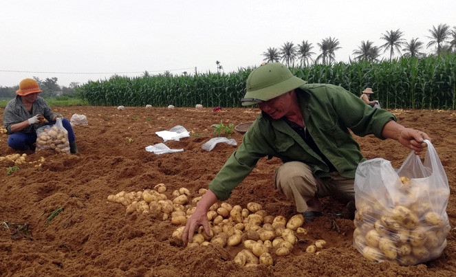 Nông dân Diễn Phong thu hoạch khoai tây vụ đông 2020. Bình quân năng suất đạt 1,2 tấn/sào tương đương với 24 tấn/ha. Ảnh CTV