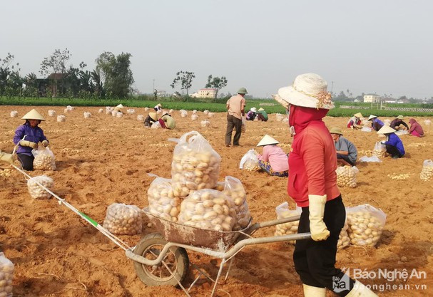 Nông dân Diễn Trung thu hoạch khoai tây vụ đông năm 2020. Ảnh: CTV 