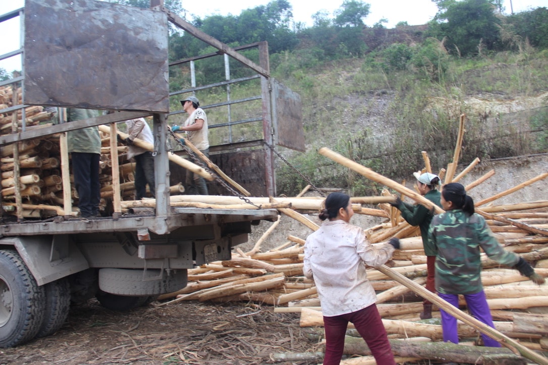 Khai thác keo lai tại rừng nguyên liệu xã Châu Bình, huyện Quỳ Châu. Ảnh Văn Trường 